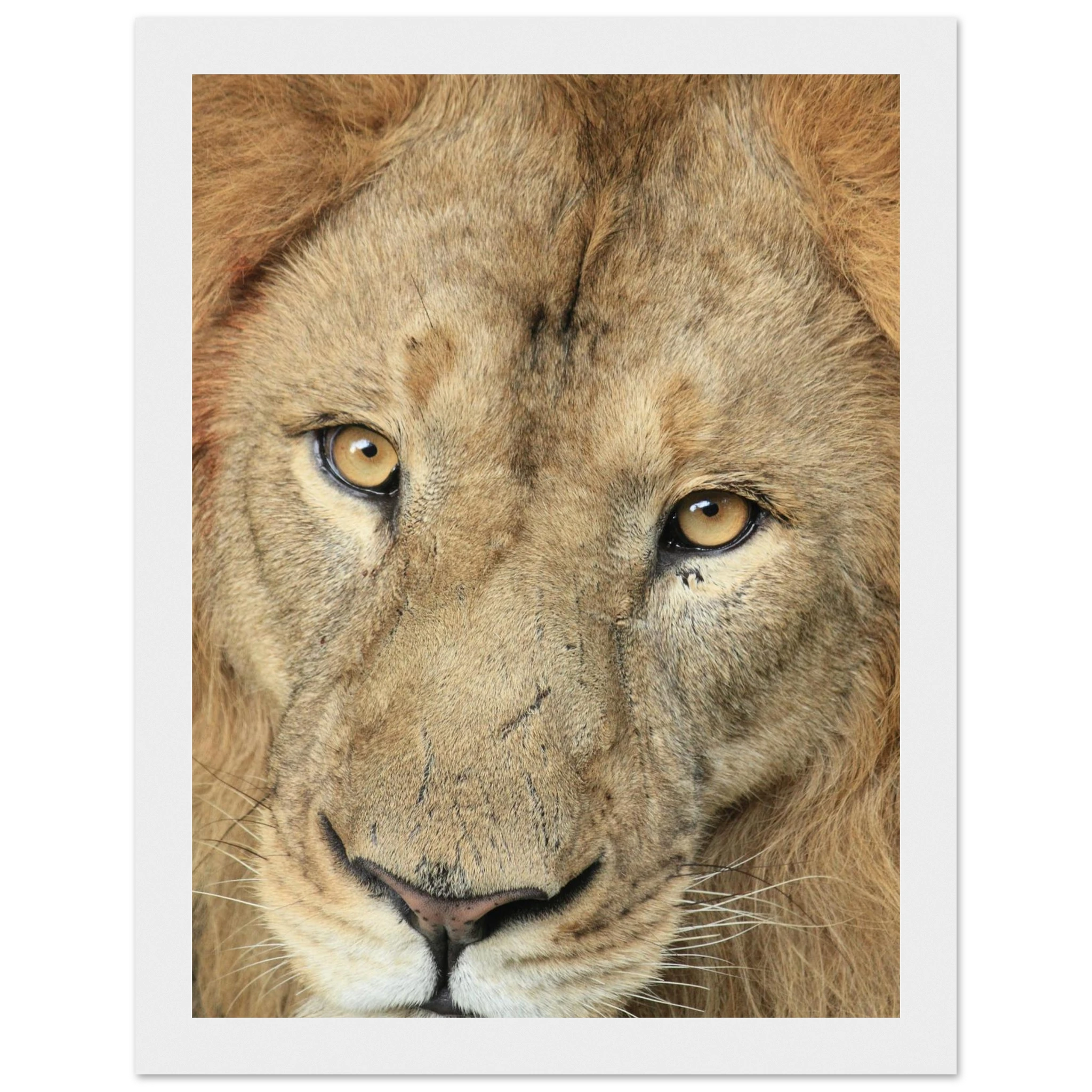 0195a3b9-c0b4-40f0-89a8-65602965e750