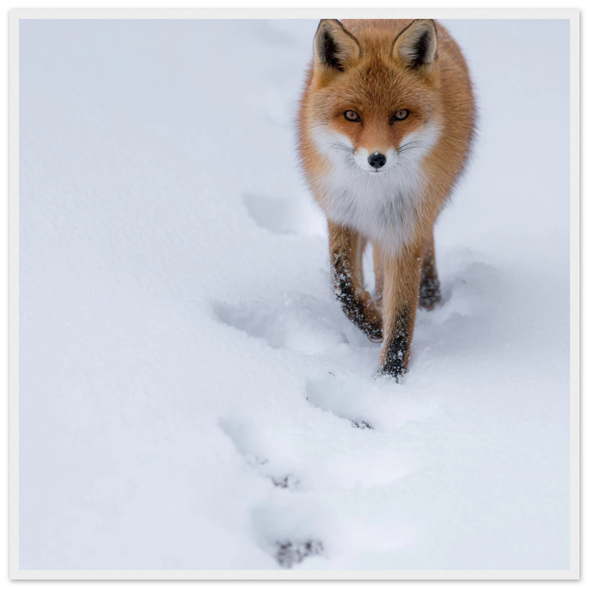 060659d0-641d-4843-b374-1d9b92b4fa0a