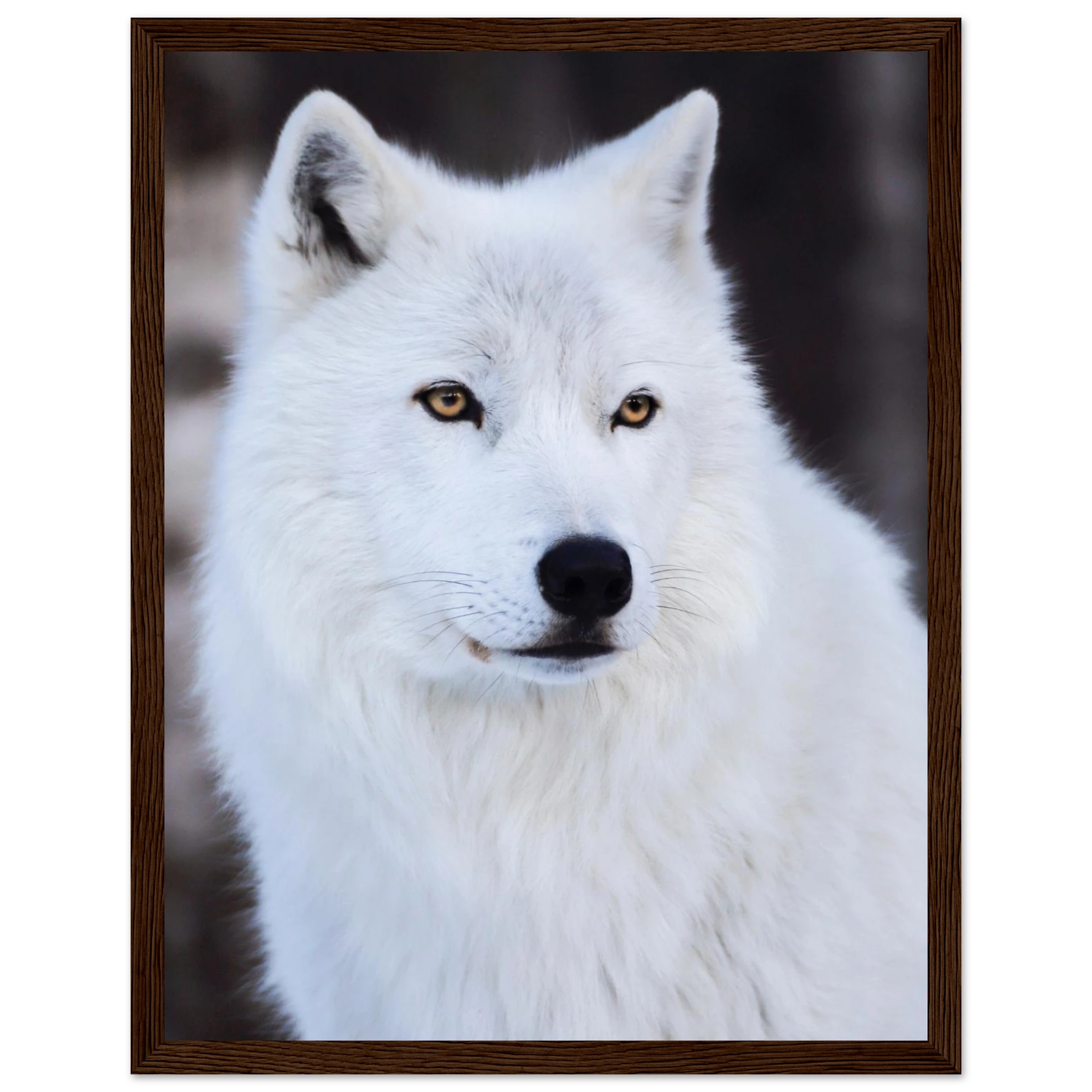 08078dd1-1911-4832-937d-1caf9dc7b6b1