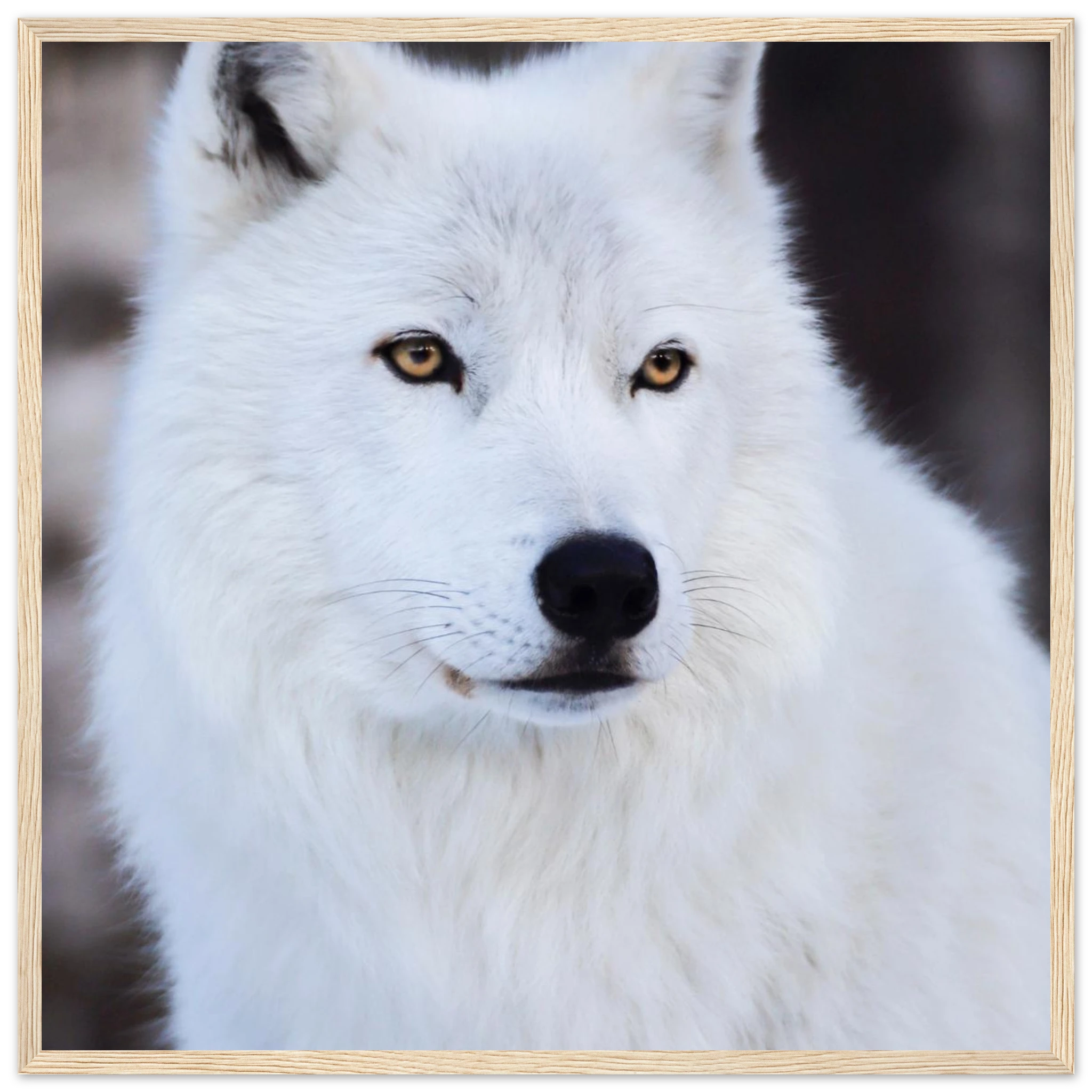 0a267d17-5c4c-42b3-beaa-377f1be8af98