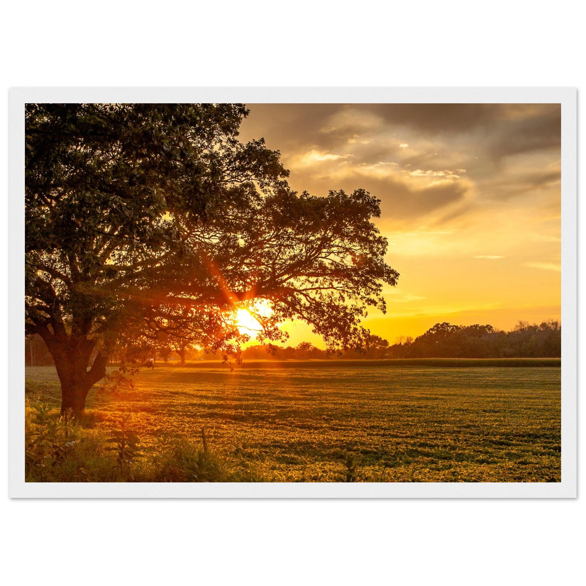 0aa0ef0f-d911-459b-a766-418cad41e091