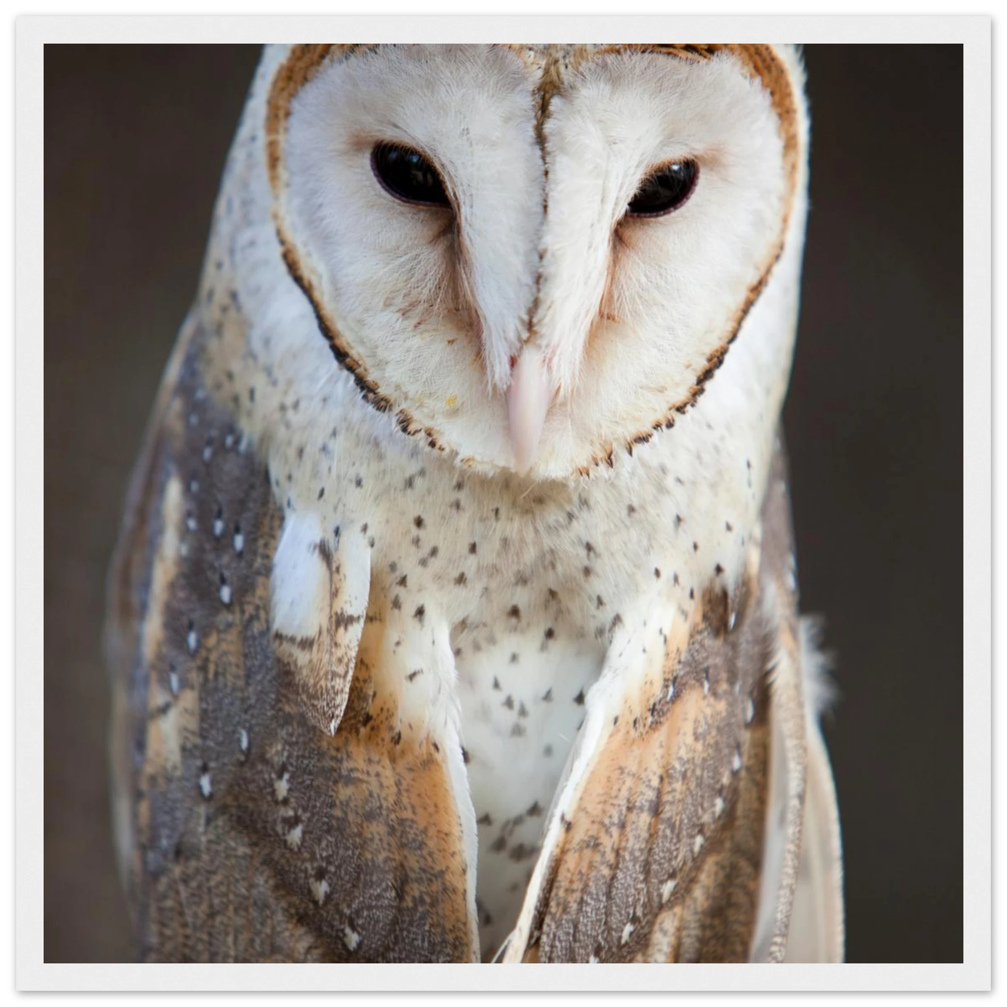 0fa545aa-a153-410a-96d0-04790f318221