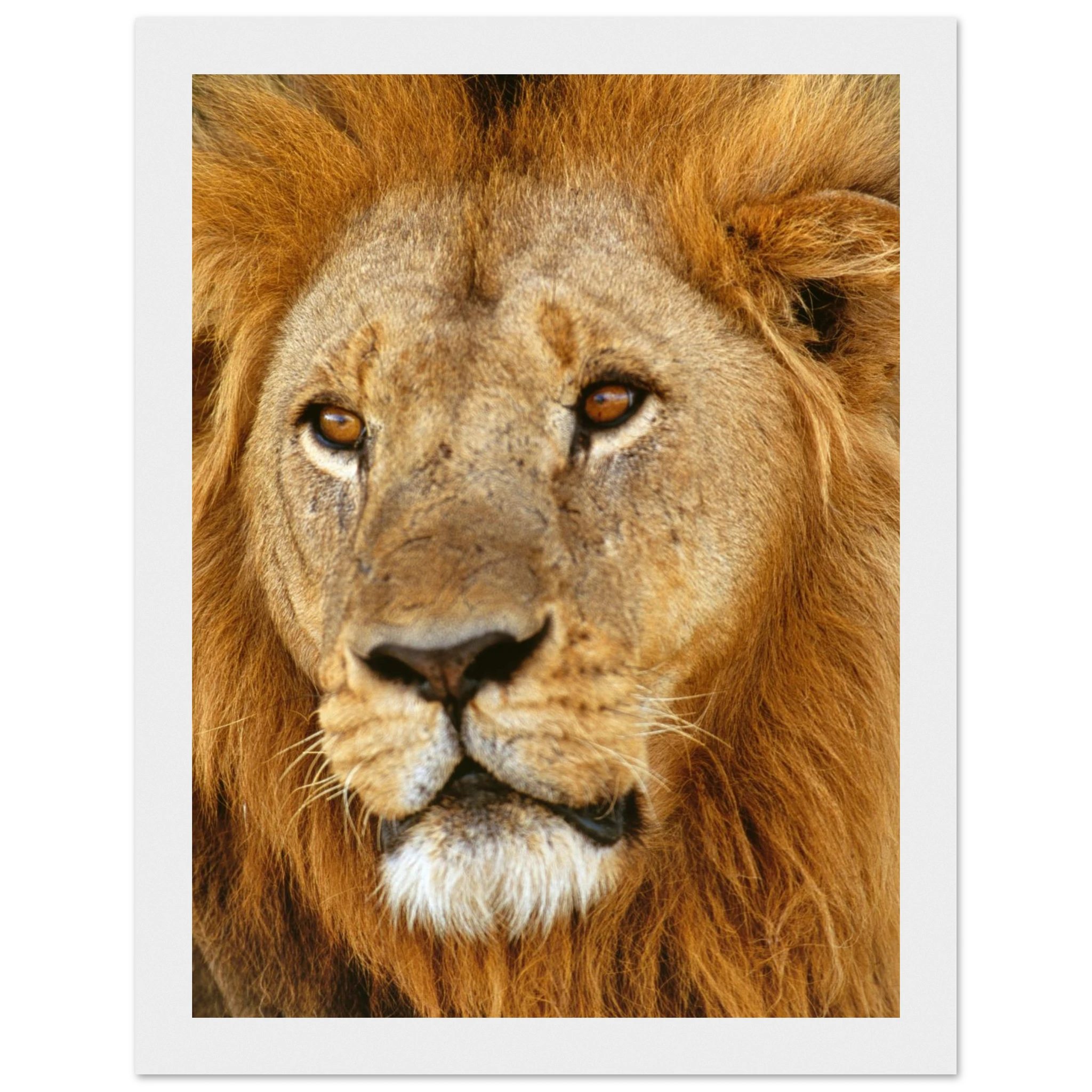 0fffd438-cd81-4388-9804-862b74f581b4