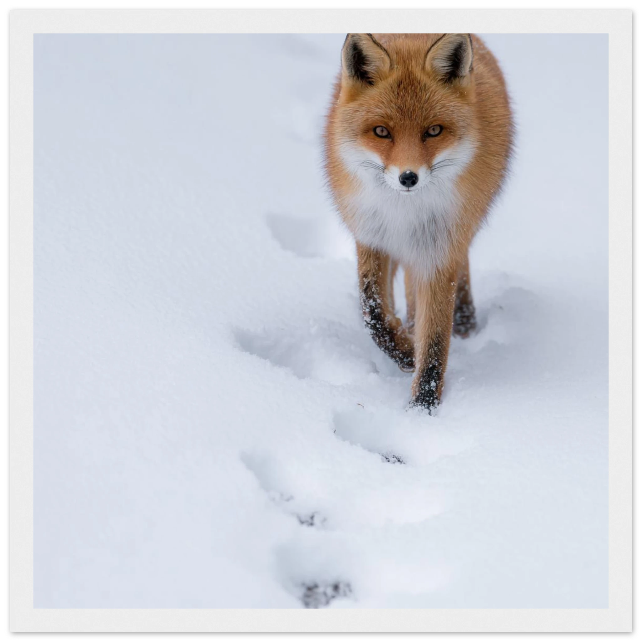 13bff2e1-b0c4-4a55-b288-d5bbe4422fb3