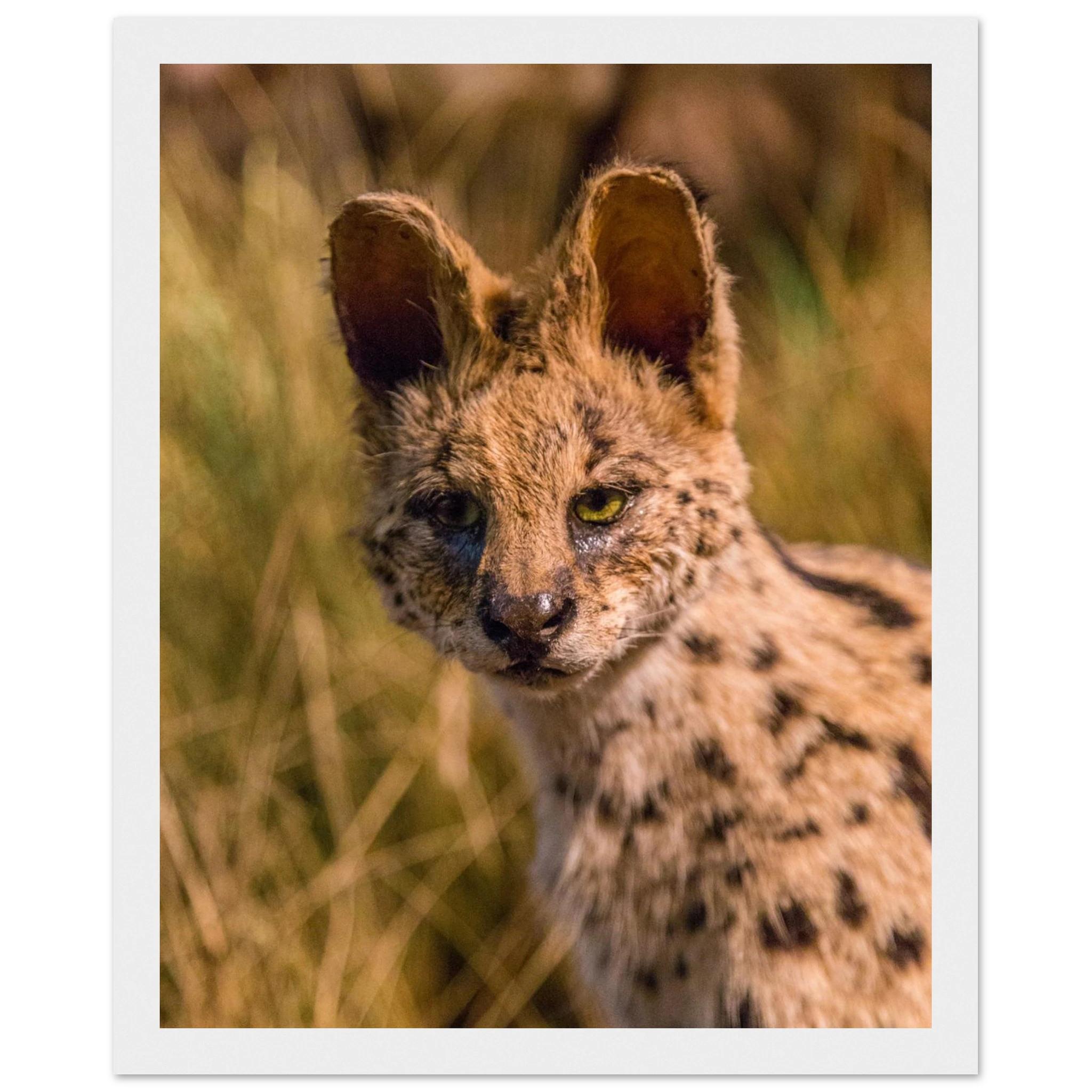 18c0d5a8-f5b7-48c1-8593-1a8dcc9aaf2b