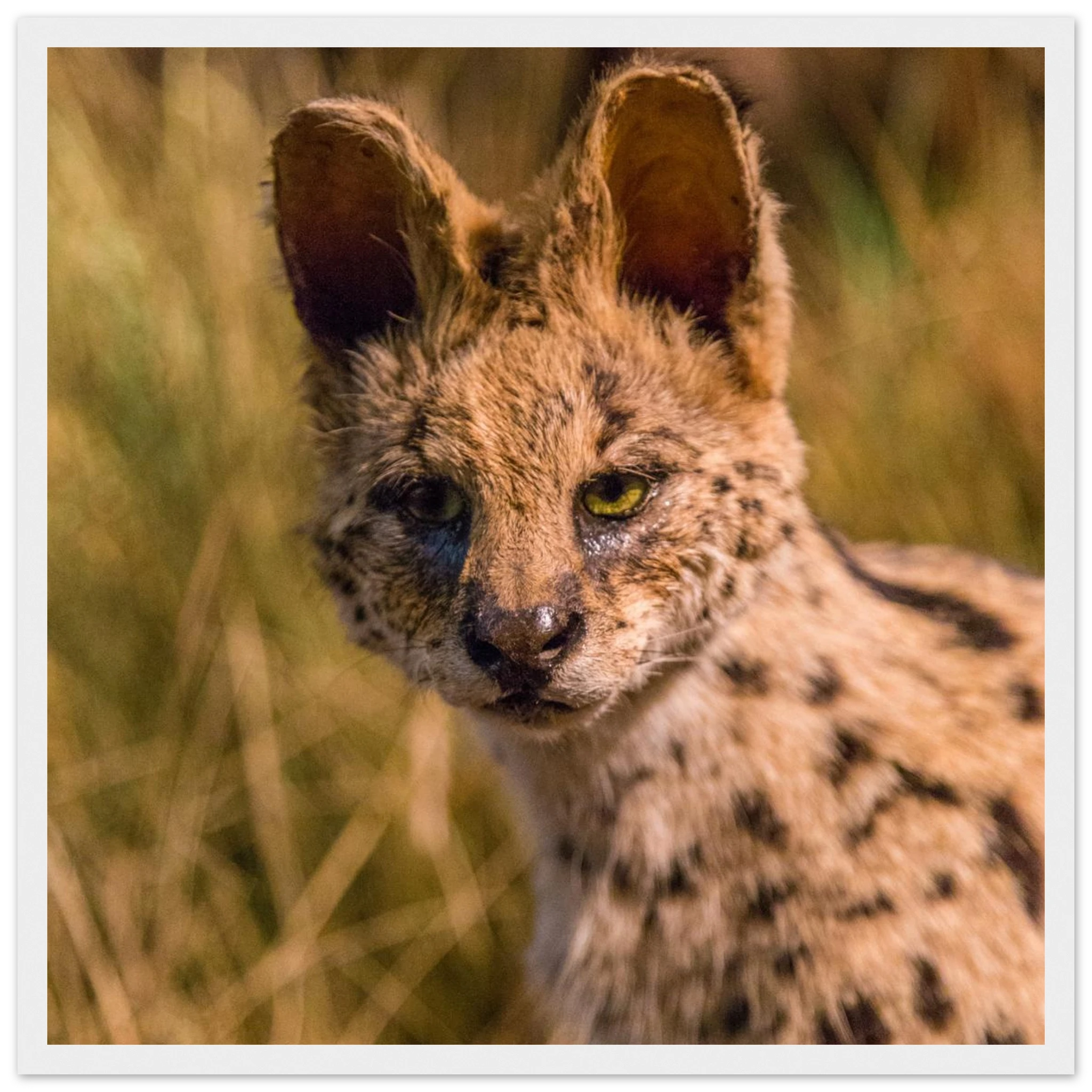 2420d7af-ed38-43bd-ad41-ba82e22011fb