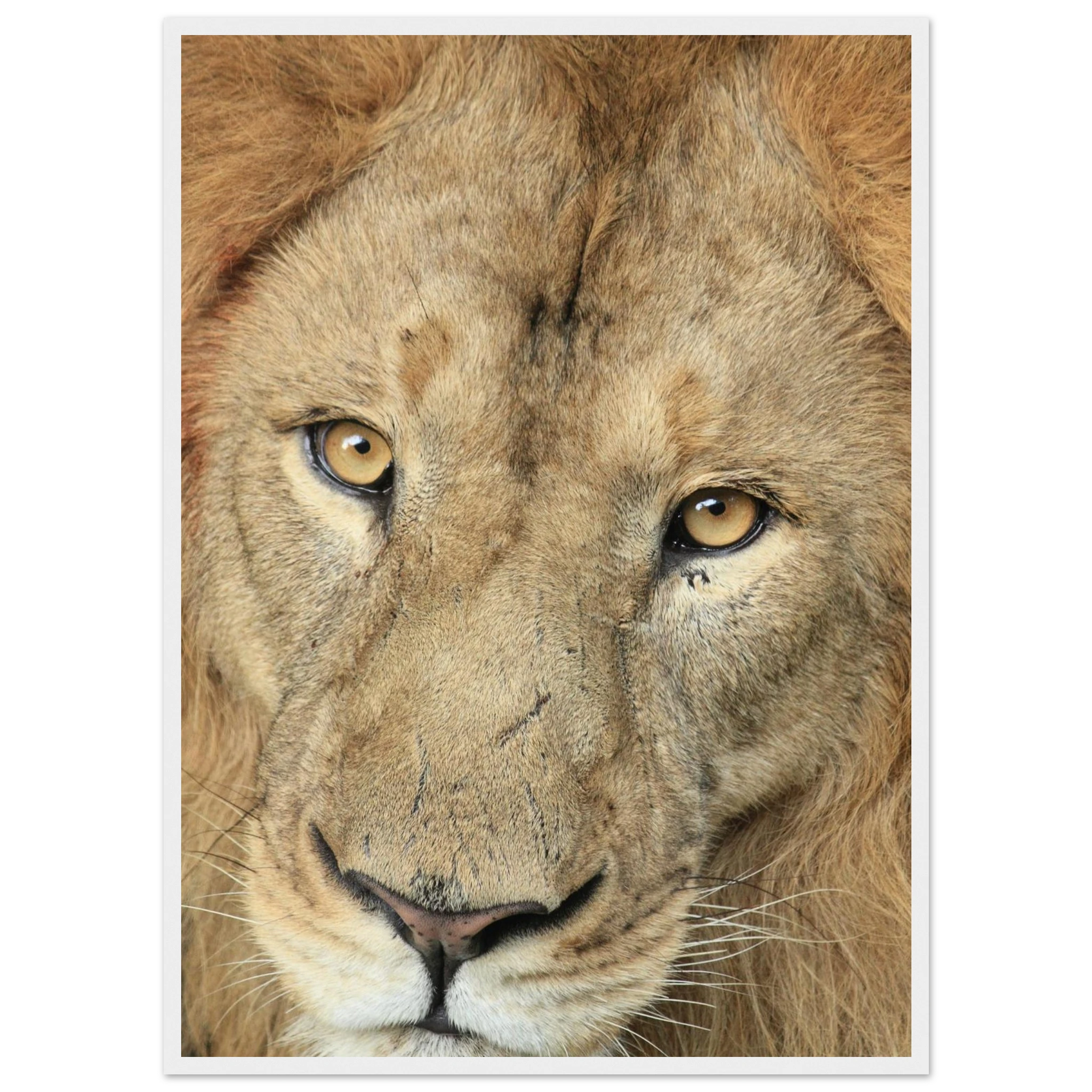 25ddd527-fac7-4957-9859-4031c719b4d0