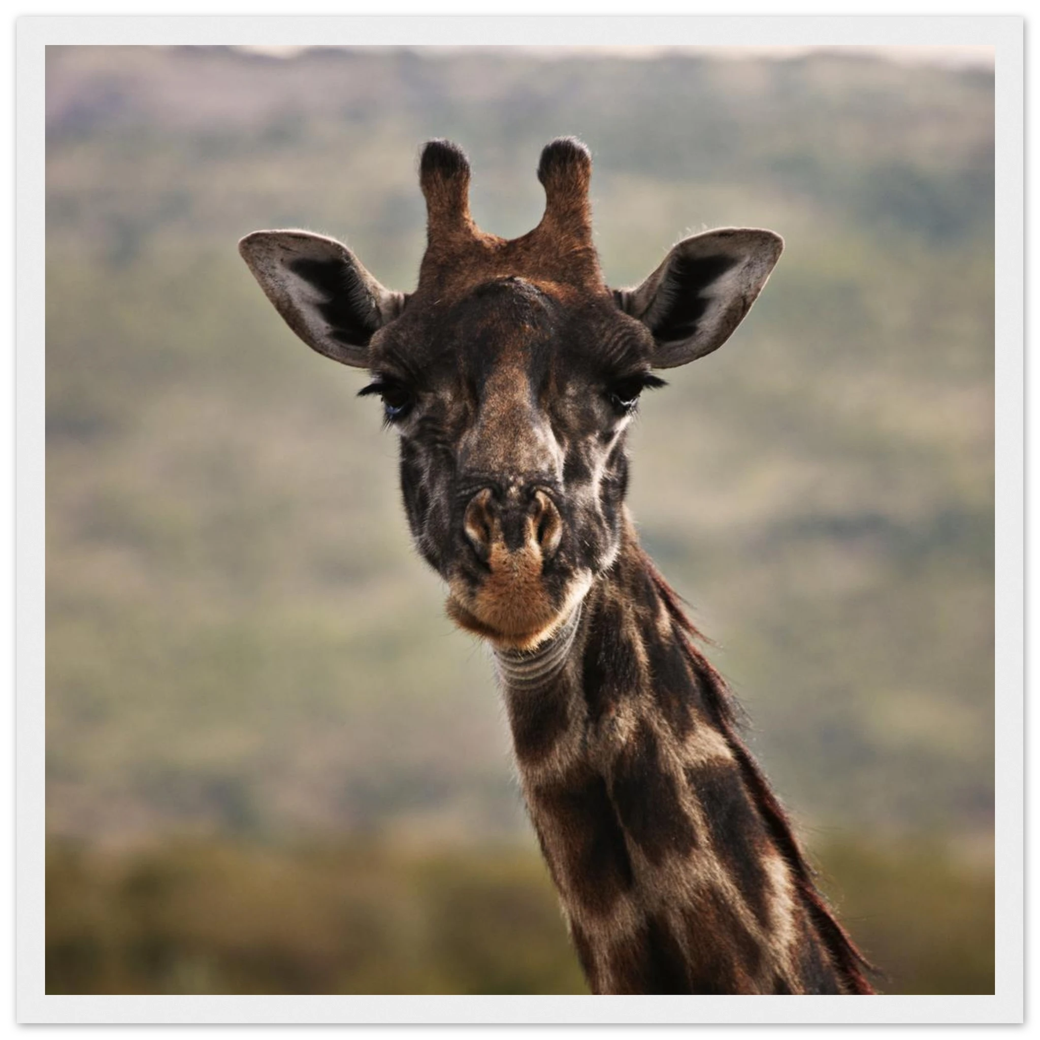 2907f1d4-c6e7-4e34-8885-344fb83fd45d