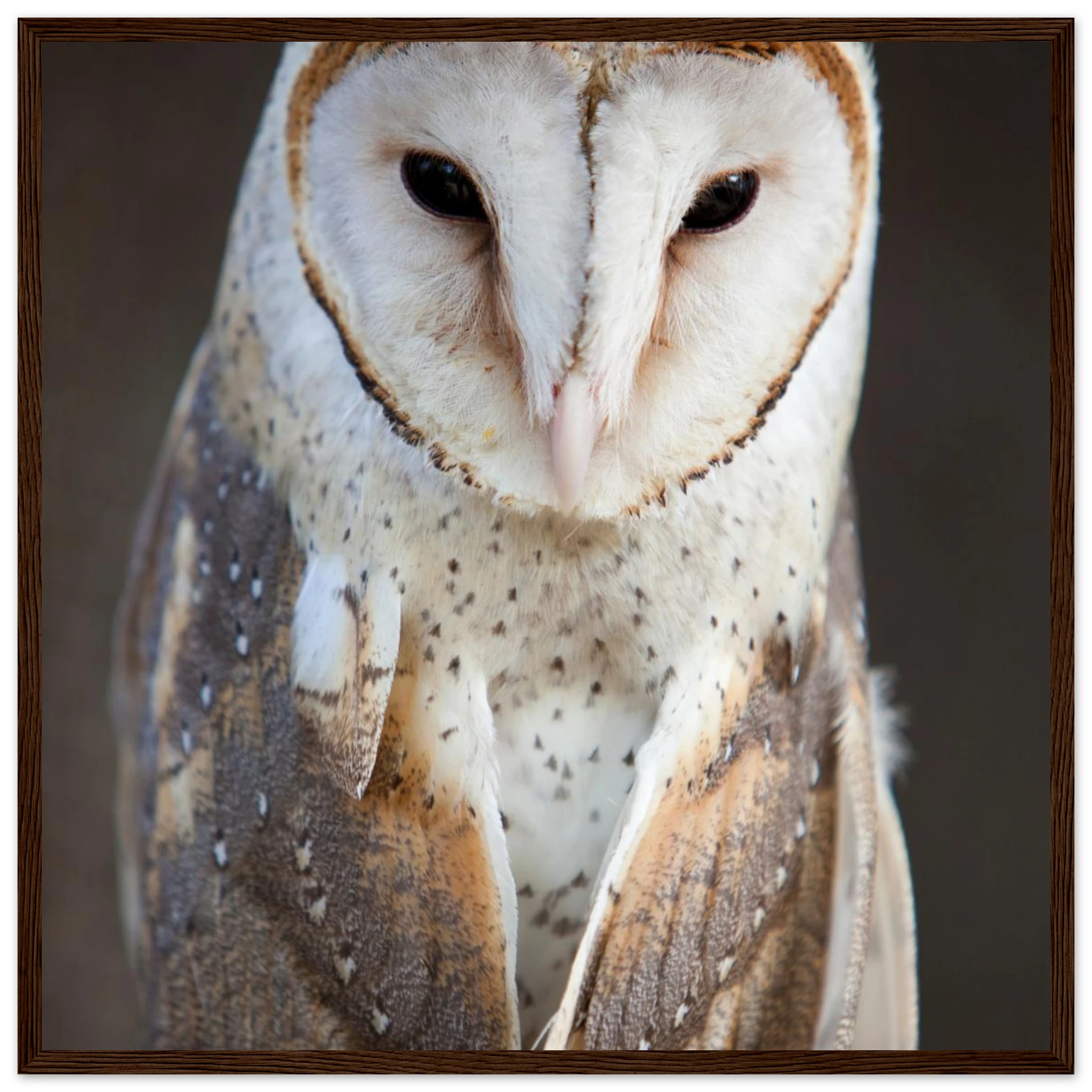 2c32809e-69ba-4800-b569-39e20dfafaaa