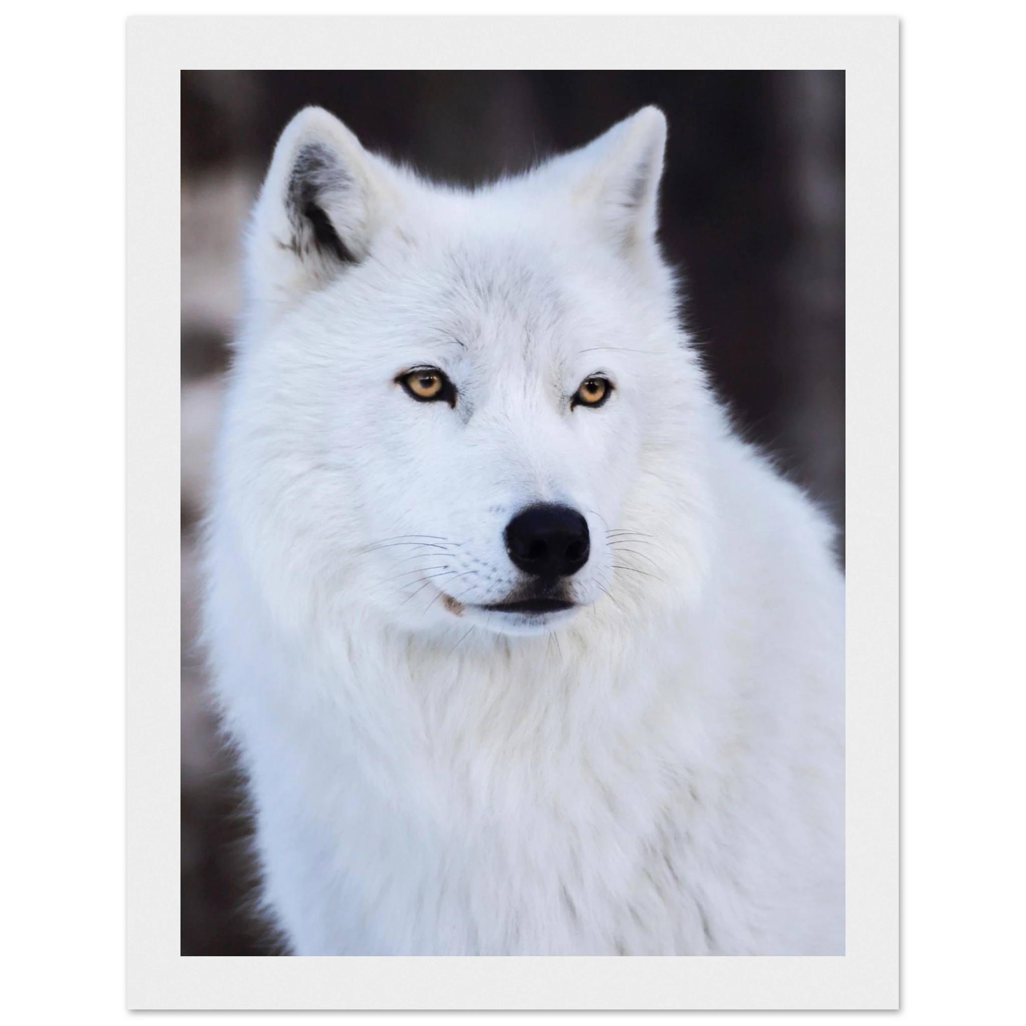 30d01cb8-5370-4f50-99e1-329d5e52c052