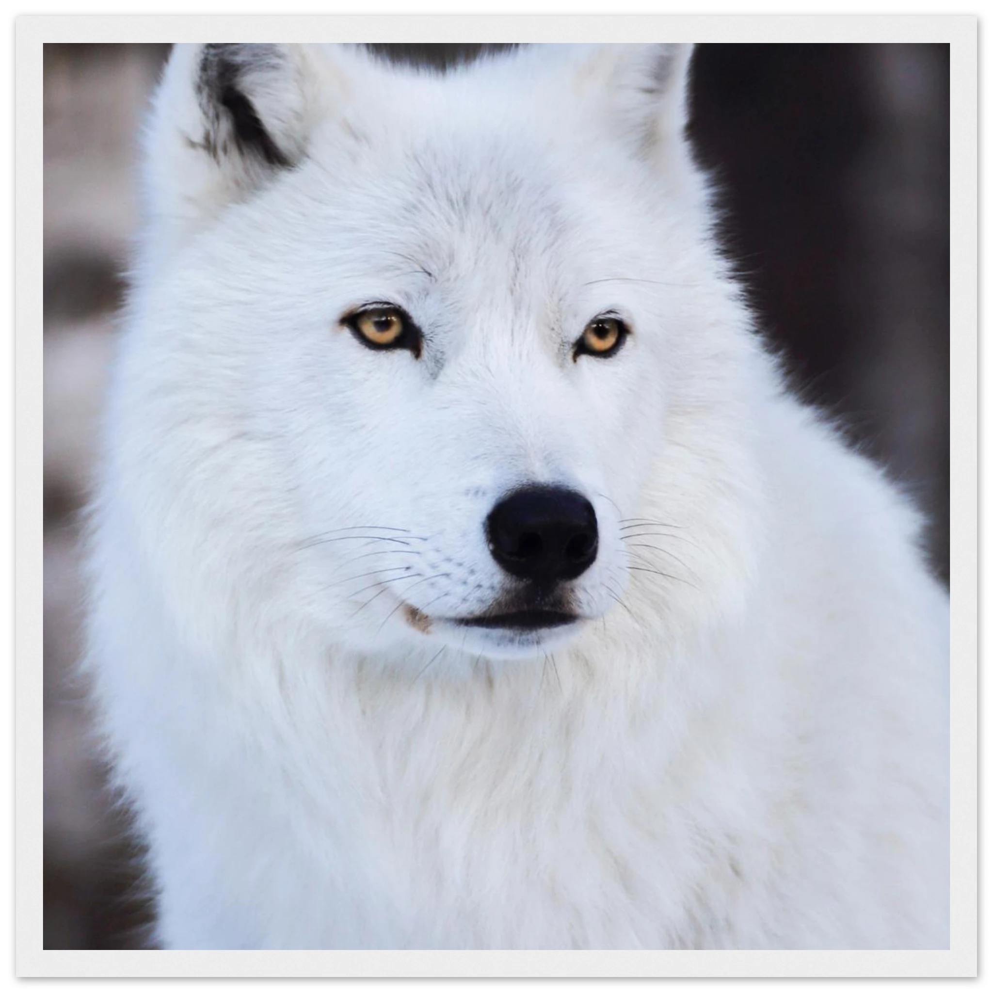 3595337a-3ea3-4238-b4ba-66f987551052