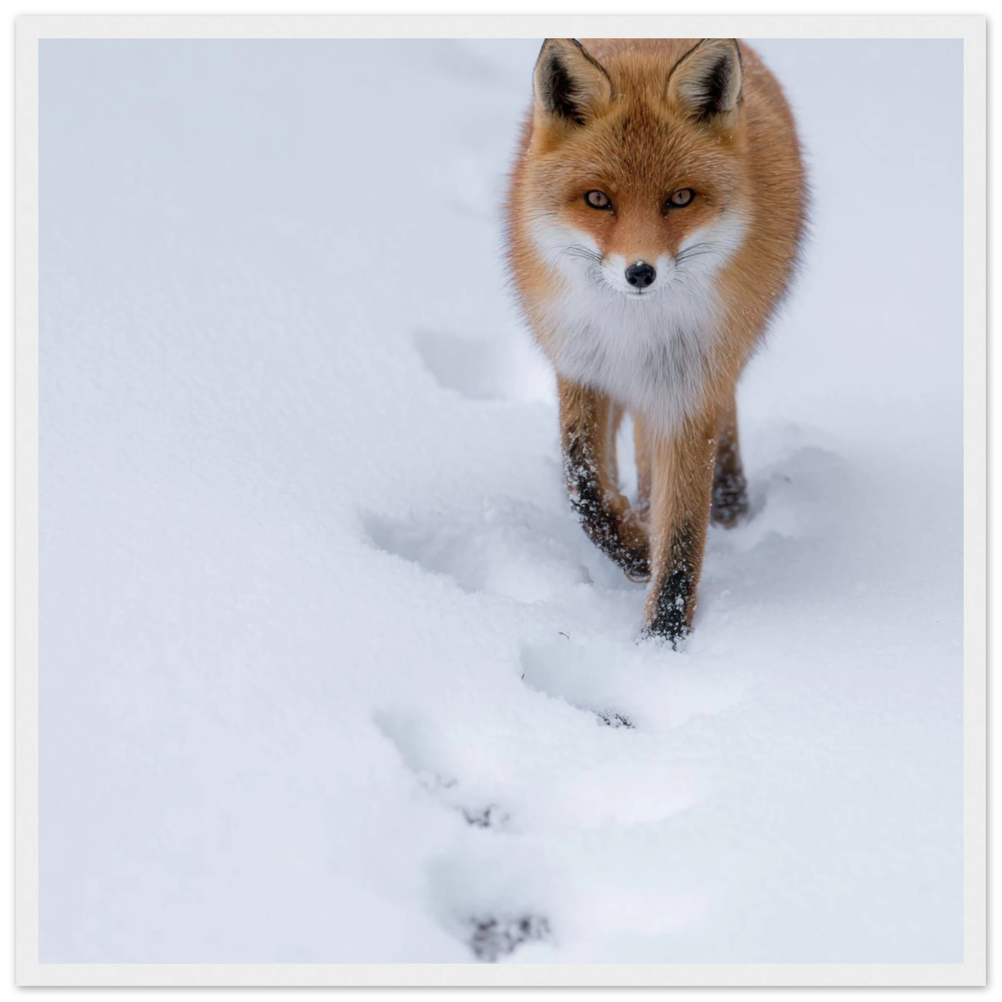 43731f6c-5964-4209-9fe4-1b4dfabdaa9e