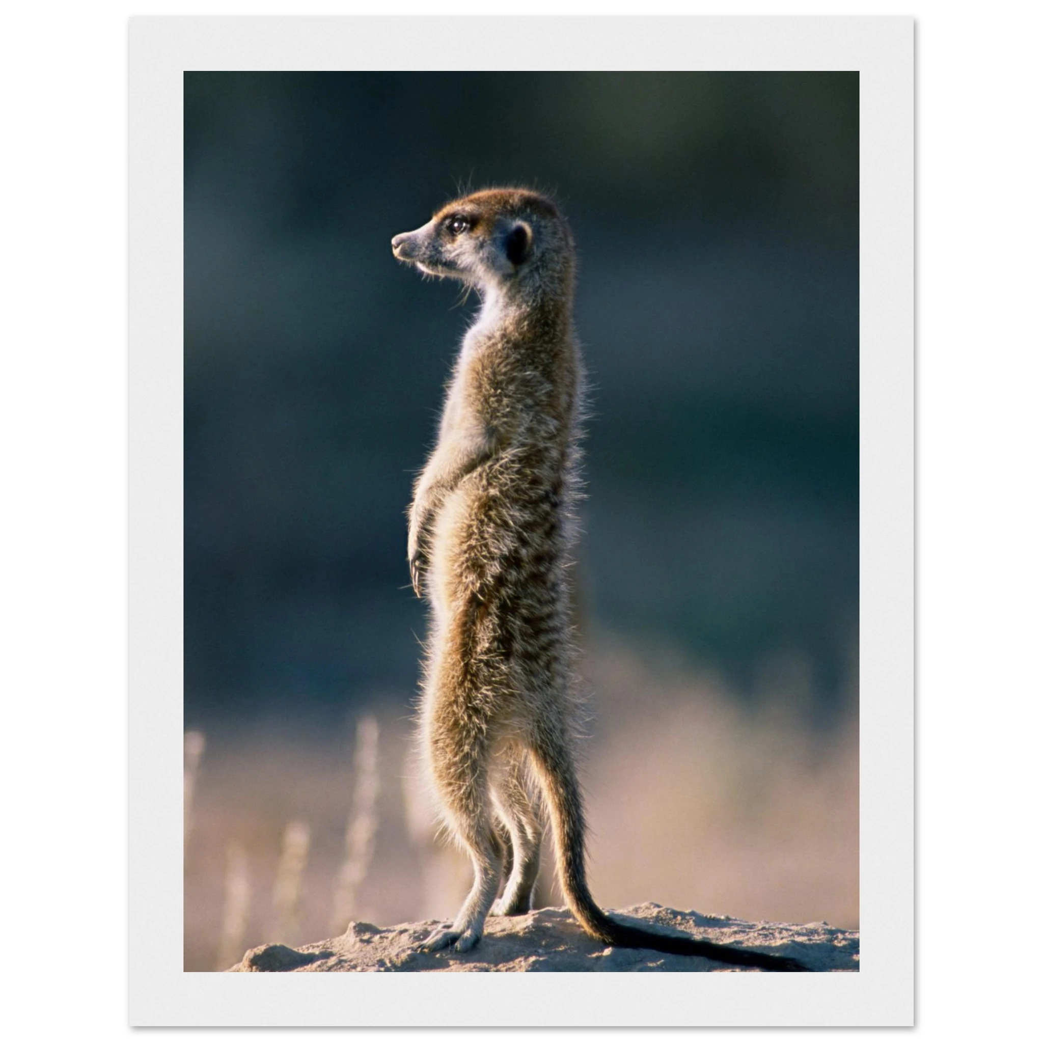 43976970-277b-4e03-8e81-03d49f61856e