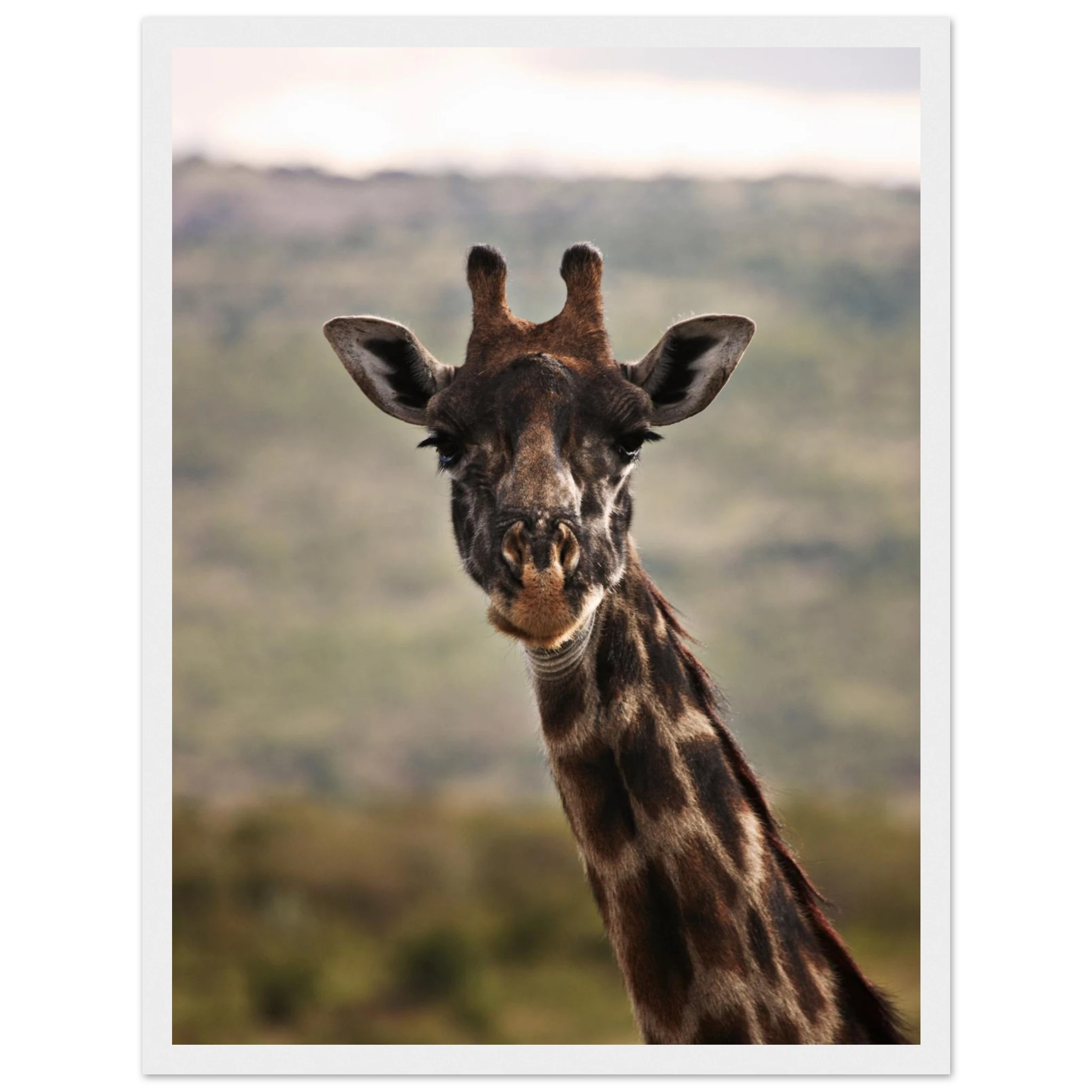 447847f2-7d94-4025-a074-07dc92e6e782