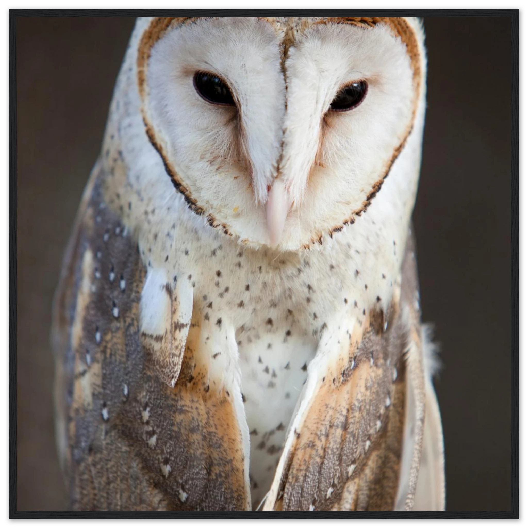 49888d93-6e85-473c-addc-c58106235ab5