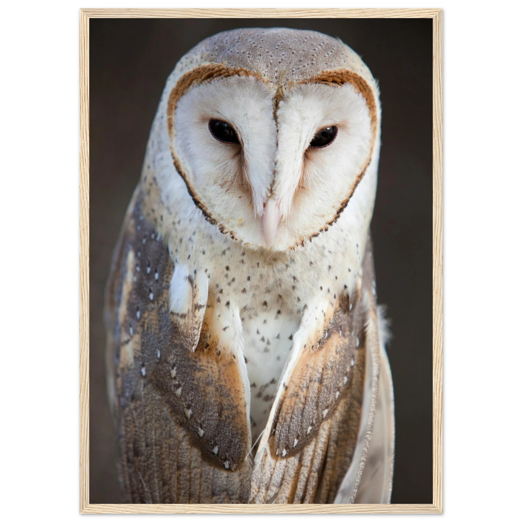 4afec289-4c0d-4e17-addc-3f9d30db12dd