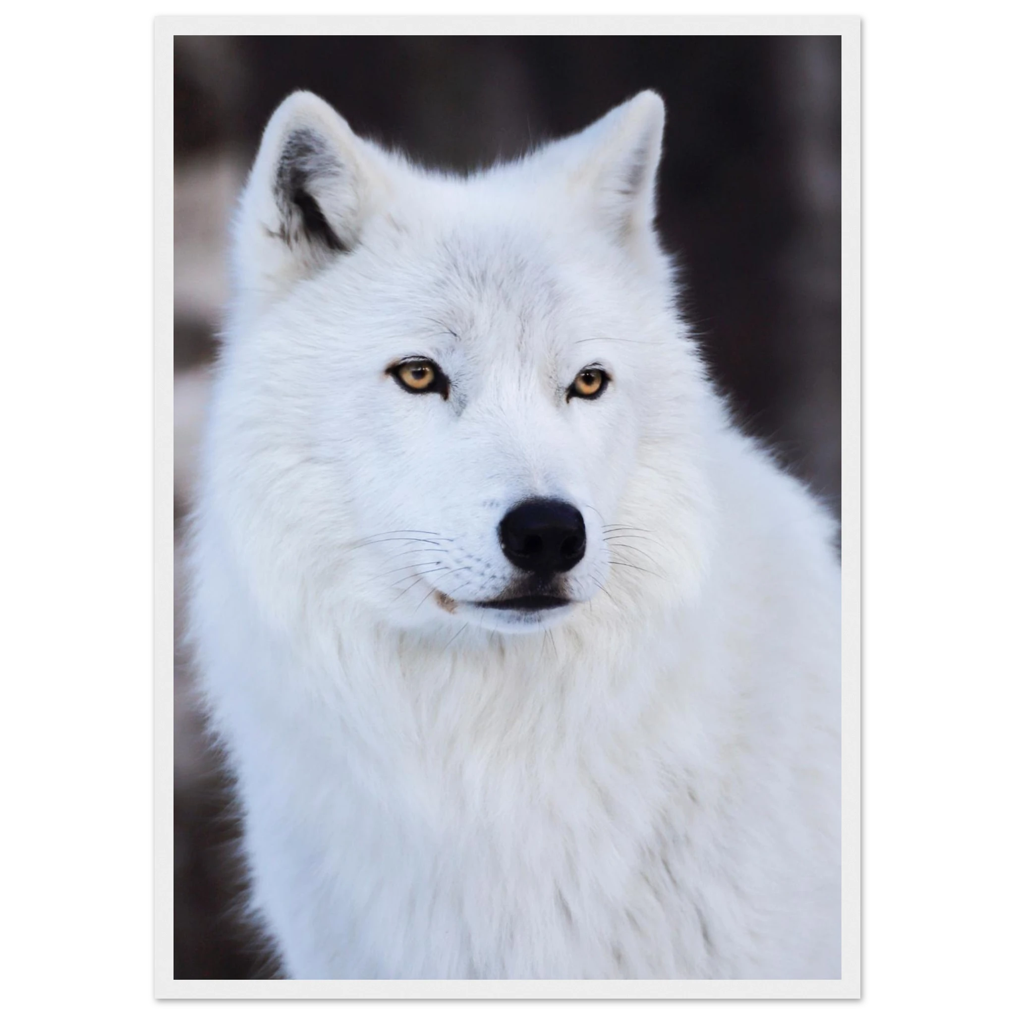 515fd27a-76f3-49de-a361-5ae0b9b63d70