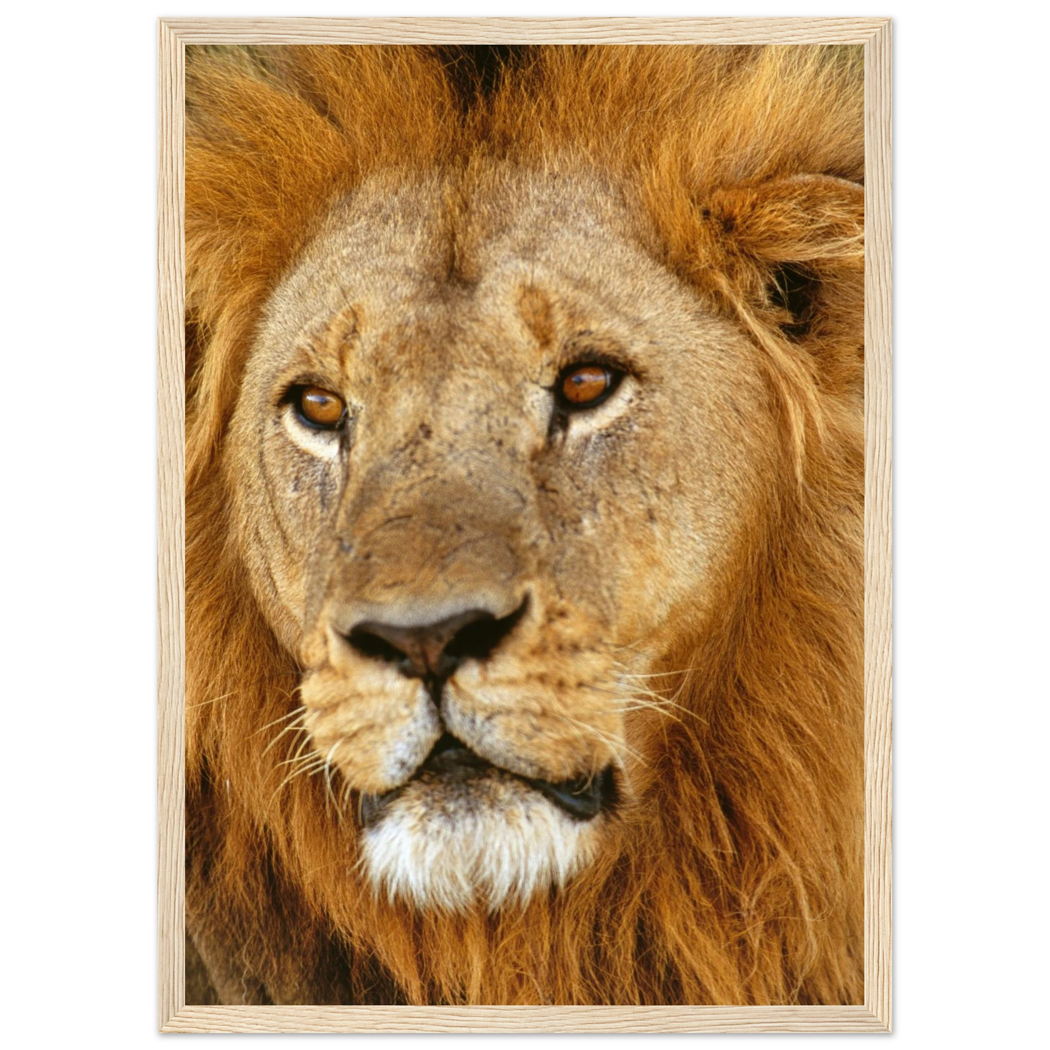 52d9fef1-d86a-41ff-8a62-2d12965580c9