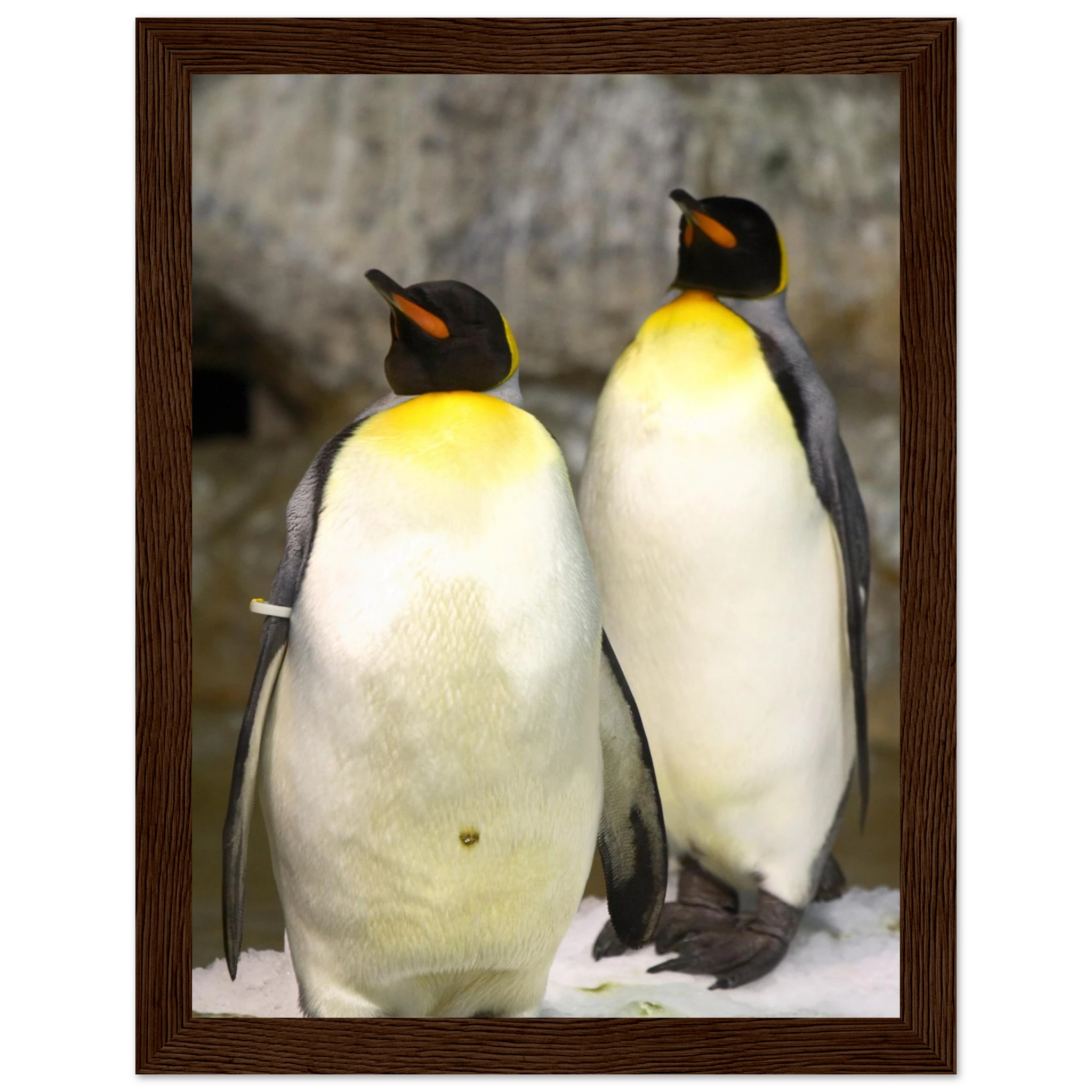 531f8db1-67cd-4787-9f71-2495ba7c65a5