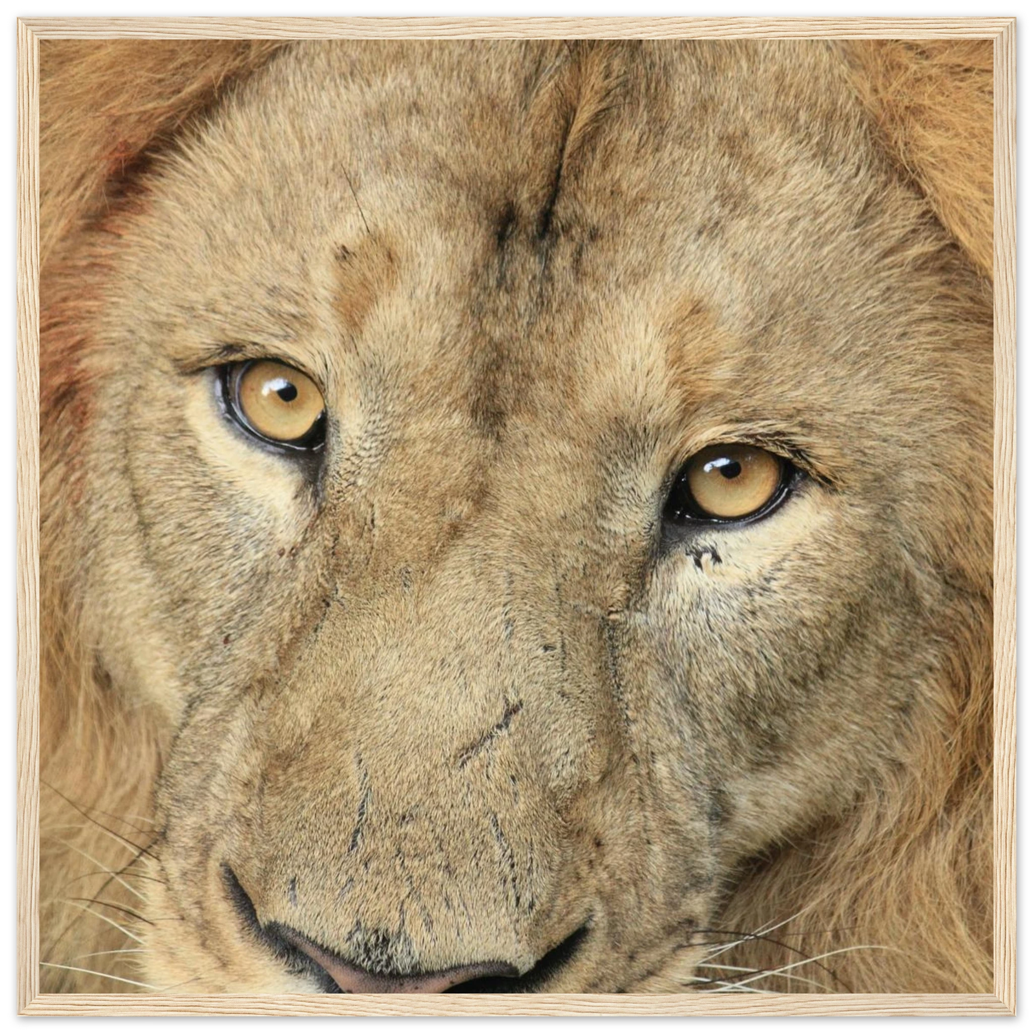 58b644d8-803a-44ce-be3c-d6b252acd9df