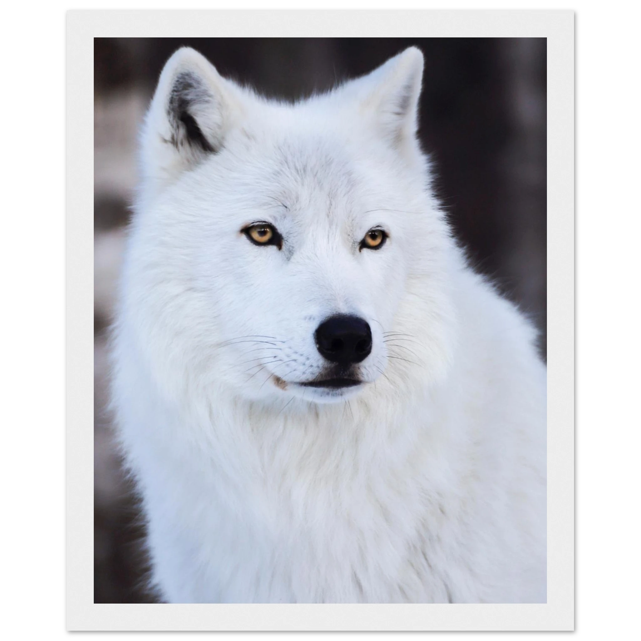 5920c842-1647-4274-b827-c351f82f47ff