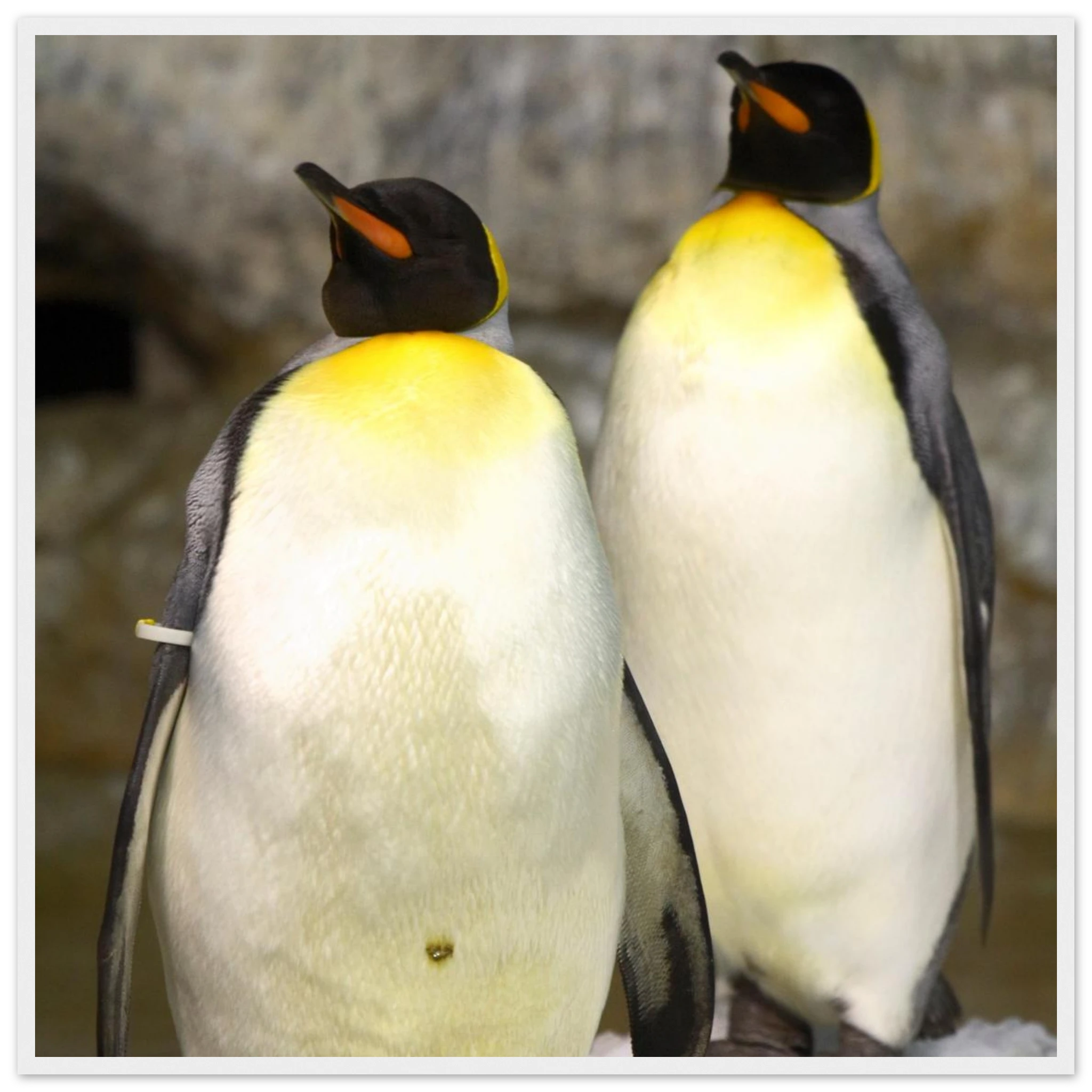 5ac3f991-5a99-4752-b999-bdf21b40cdf2