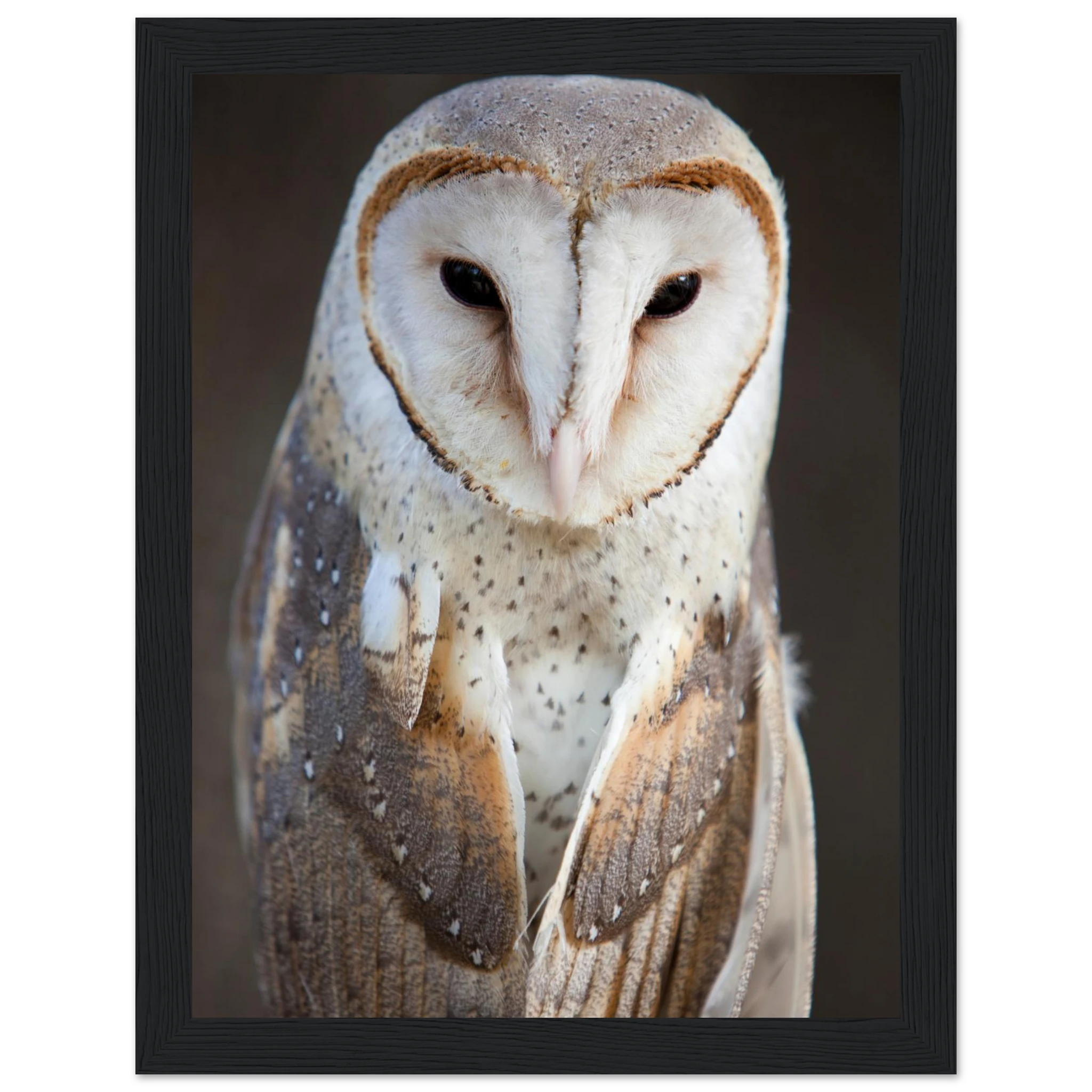 62175c53-7749-446f-81a7-9b70ba011877