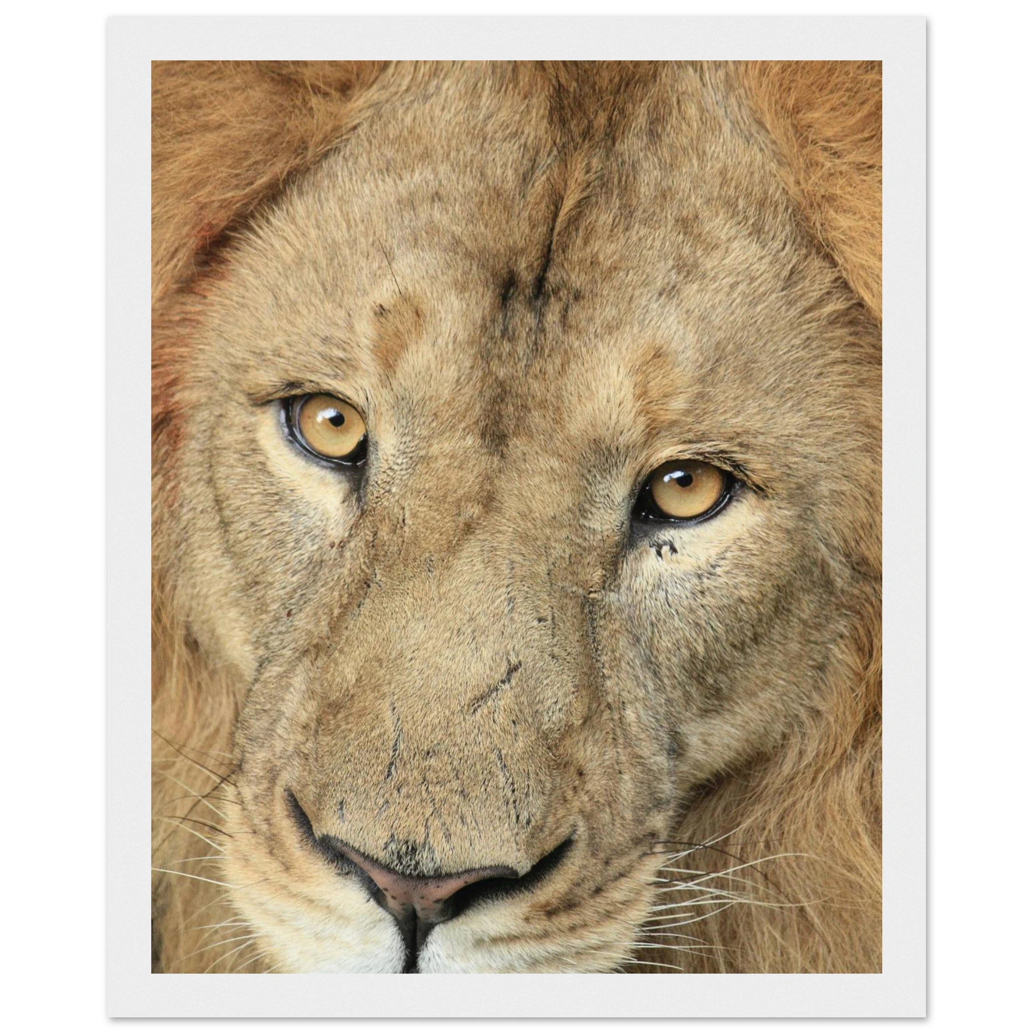 63070421-7e4d-40be-b75f-795aa7d5d92a