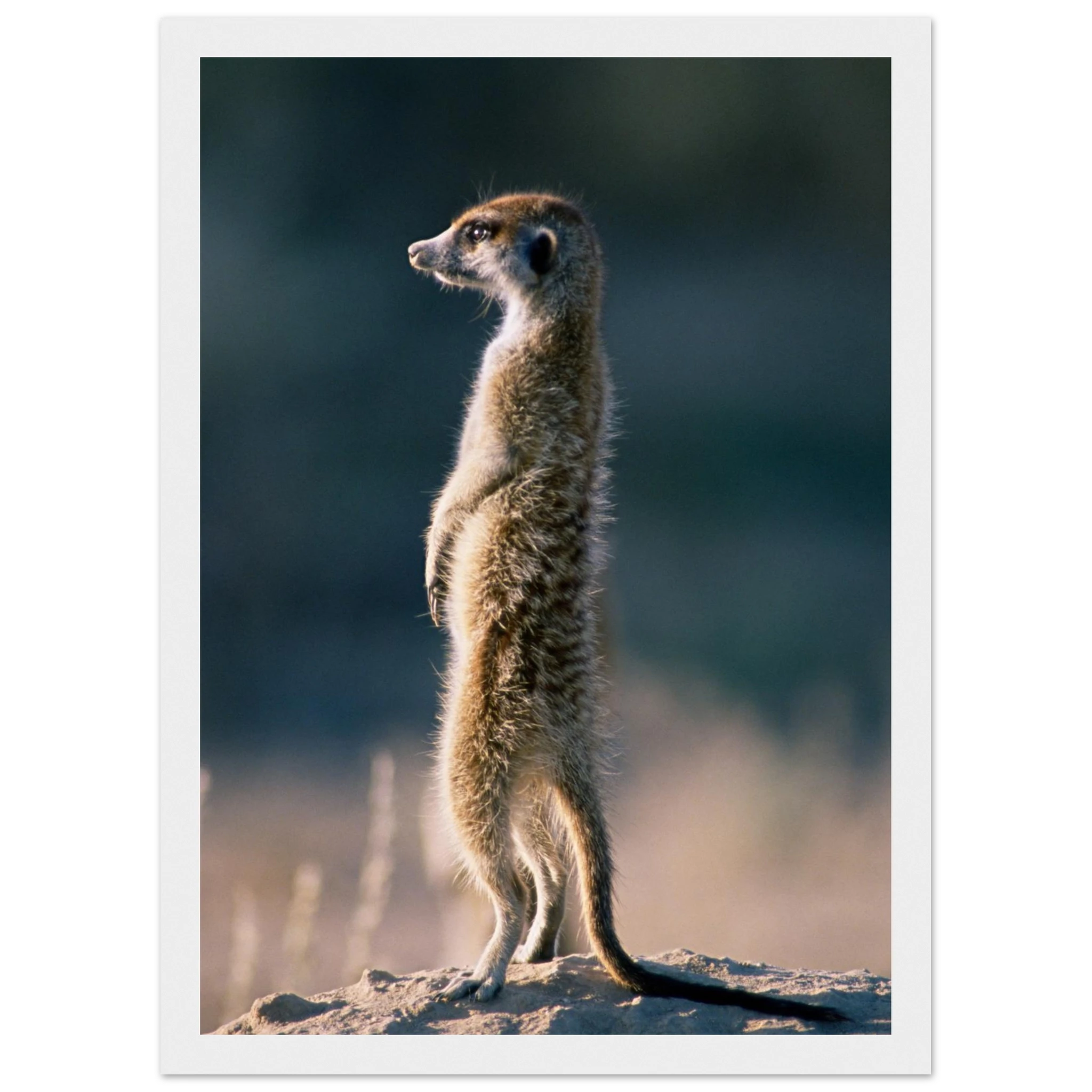 65569533-660b-493a-a6a6-09c76ce91f1a