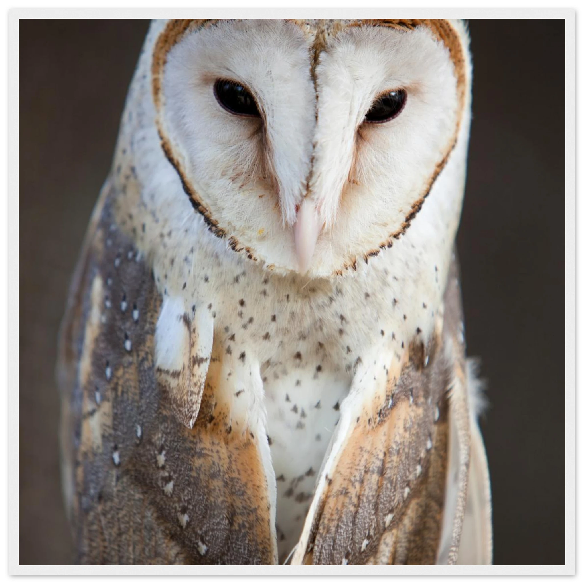 6f6e065e-4c88-492f-9bd3-803aa13c6510