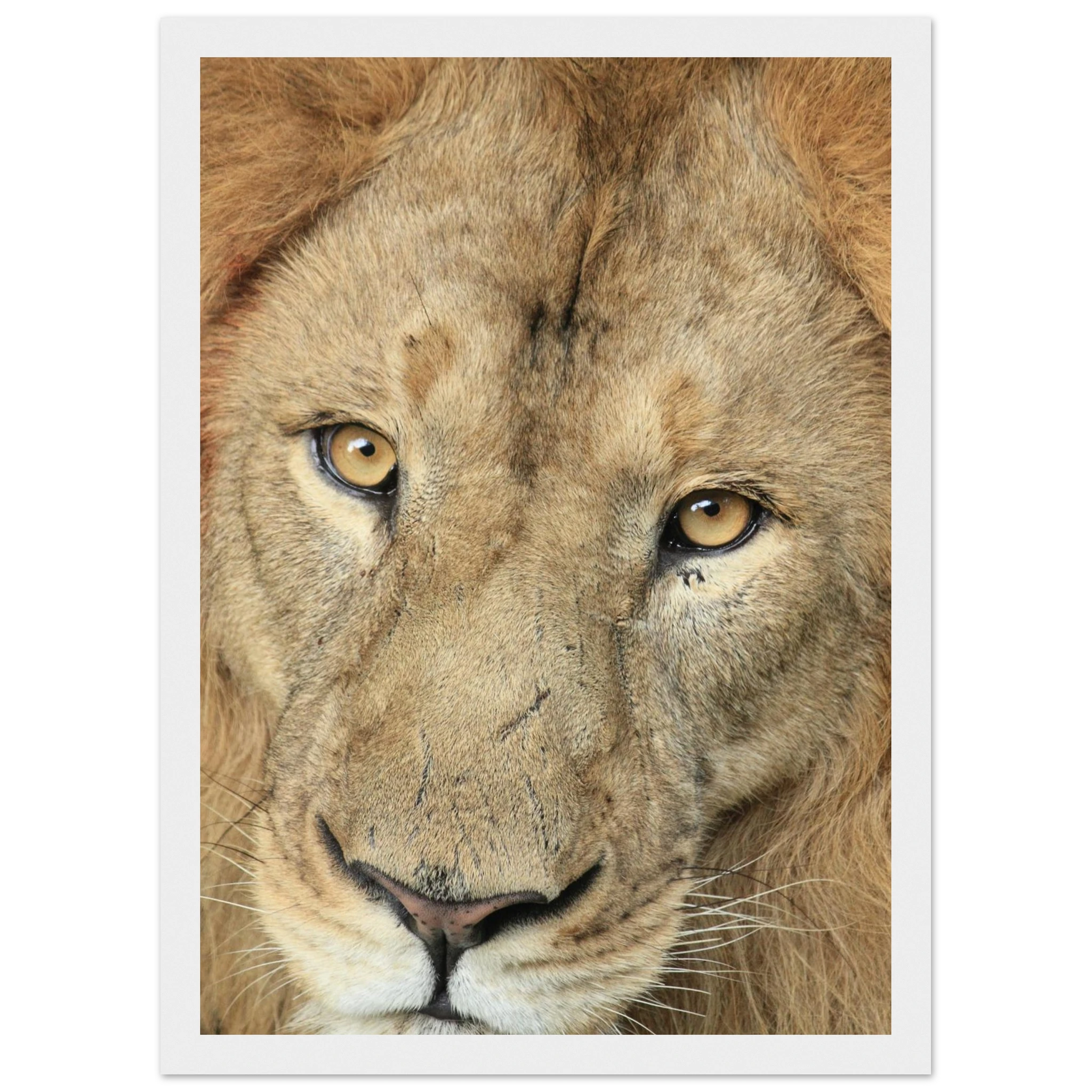 706ccbad-1726-4f20-93fc-21266798522a