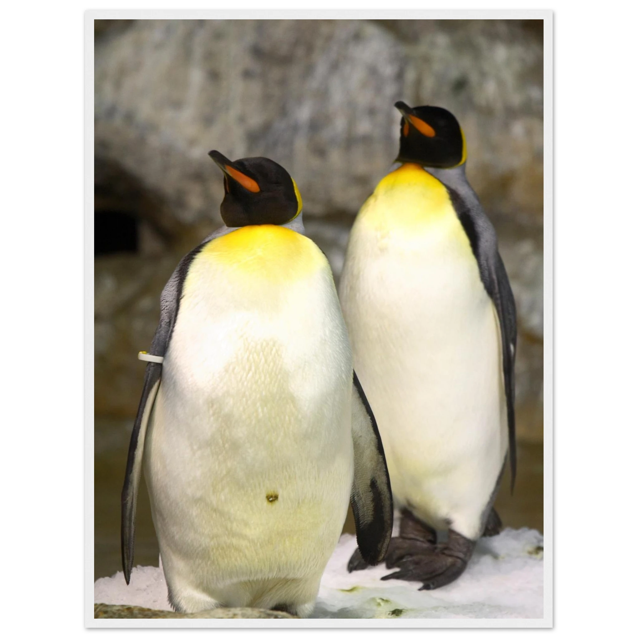 74c4527d-8931-4a5a-b1f0-bdd168864e0d