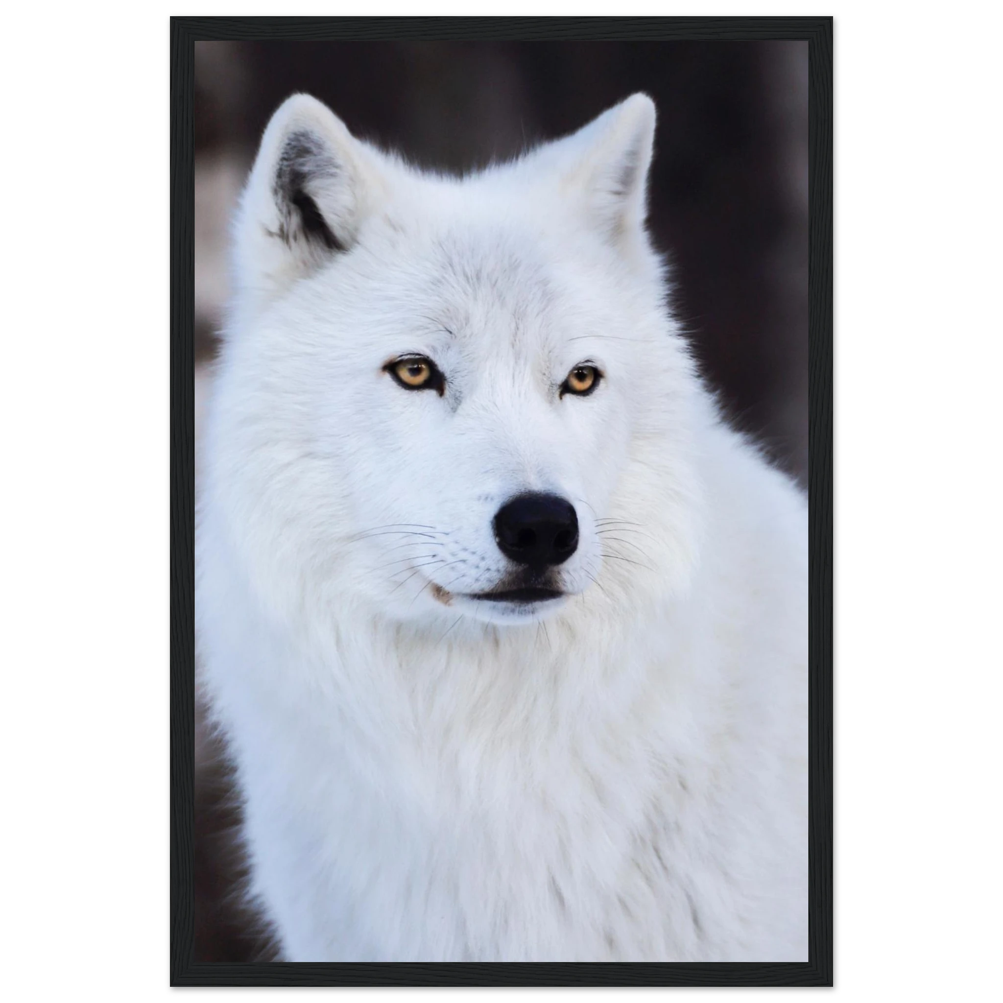 75c71450-c09c-4418-825d-81102b735362