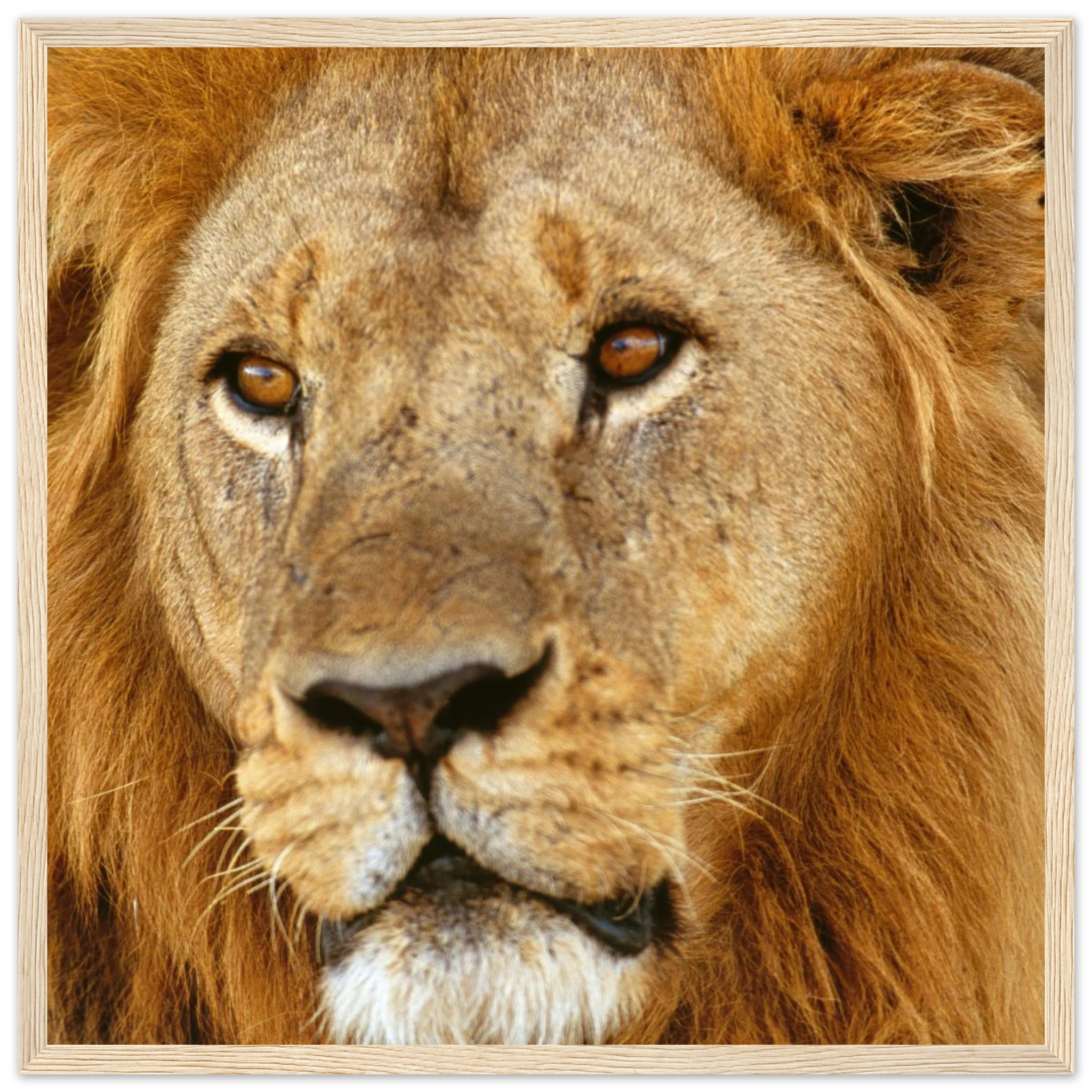 78c52d68-6915-440e-946f-9142115b43b6