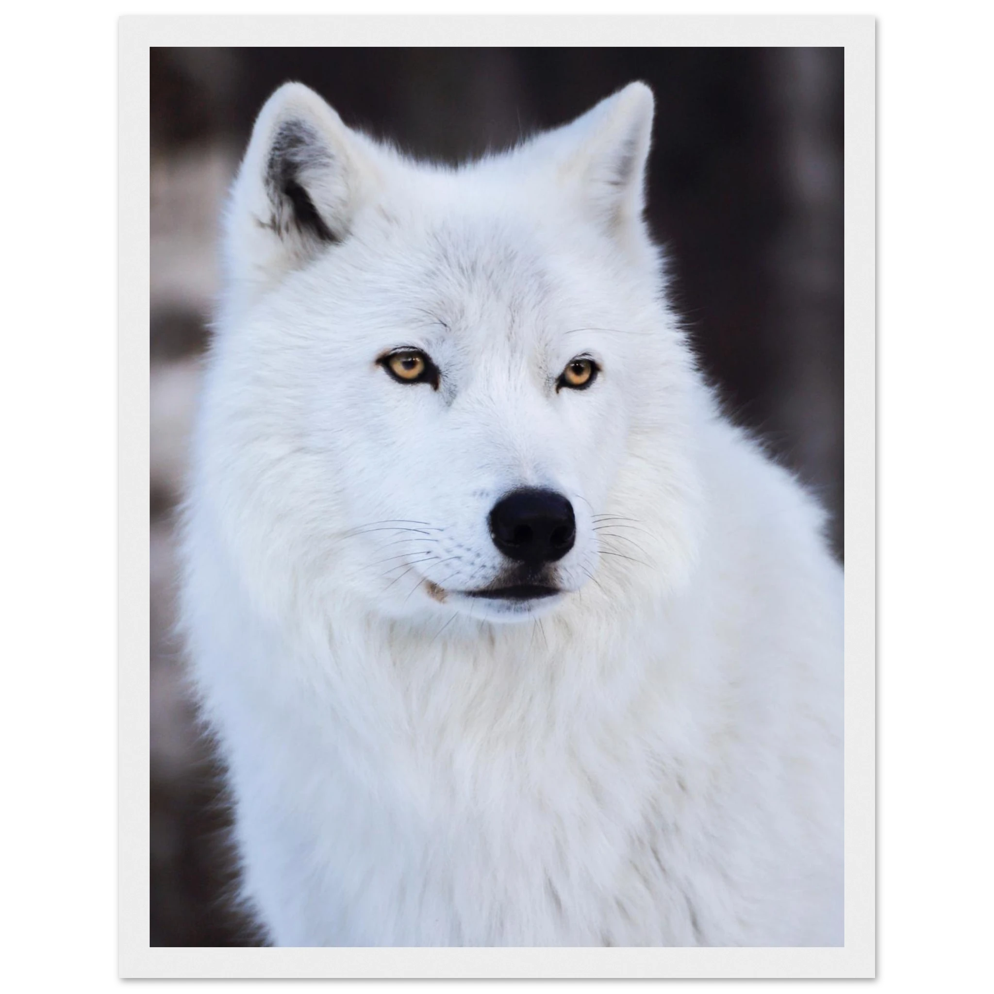 83e897dd-1e3e-4491-8187-d8b4b6ed435e