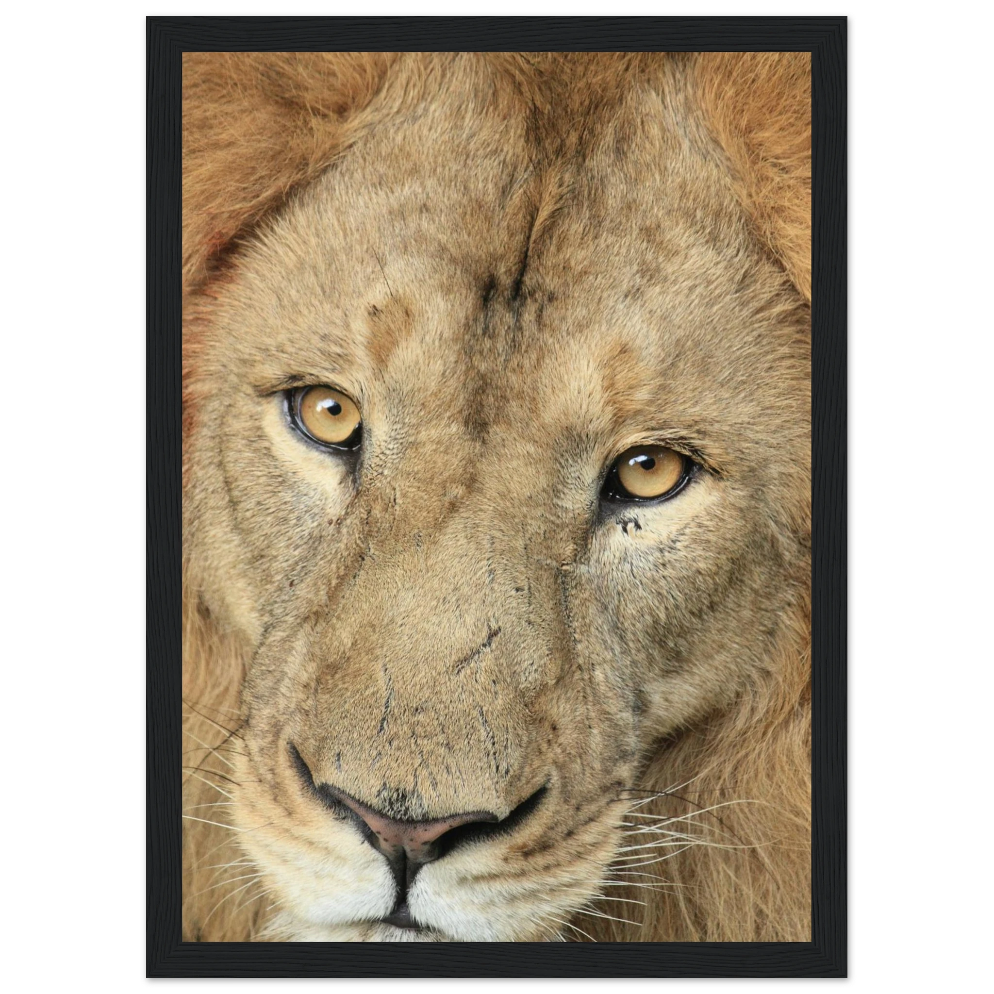 85833ba2-75b3-4dbe-aab1-b0f871e53018