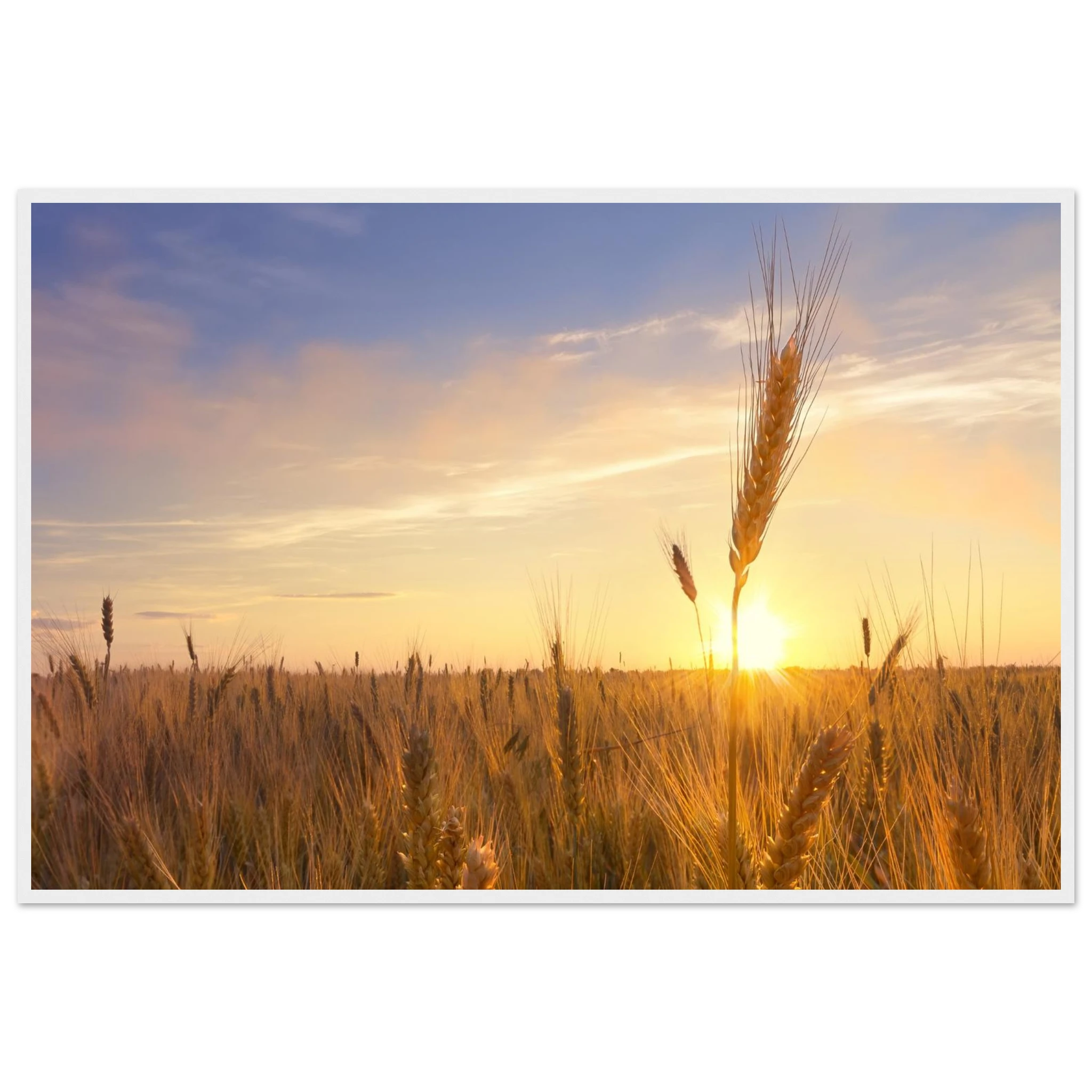 8a50688d-a536-466d-8742-6ace6aec7581