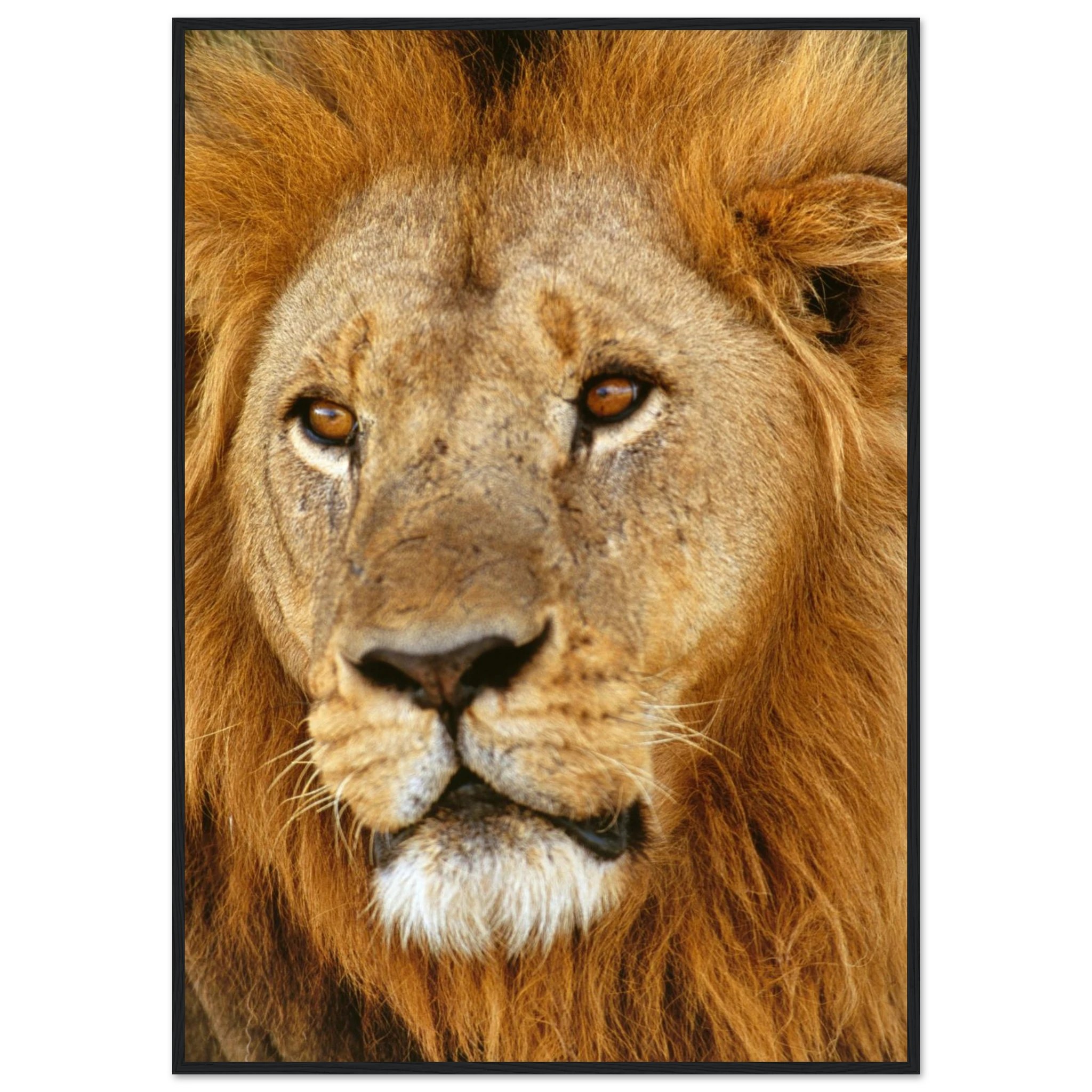 8a9b278b-5271-4e4d-bea0-3be4b1fbe512