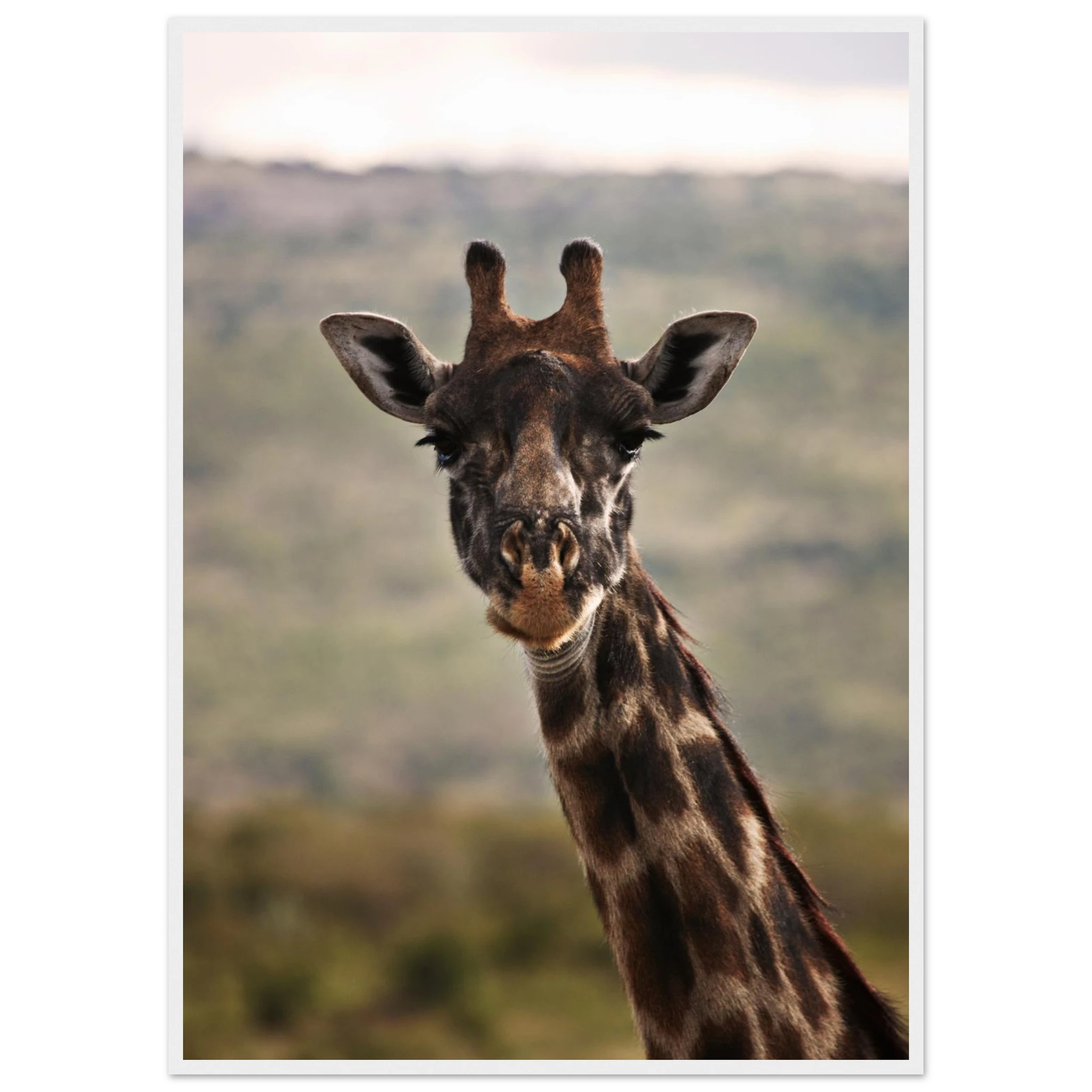 8b8adea6-5256-444c-b7c4-0bc531417250