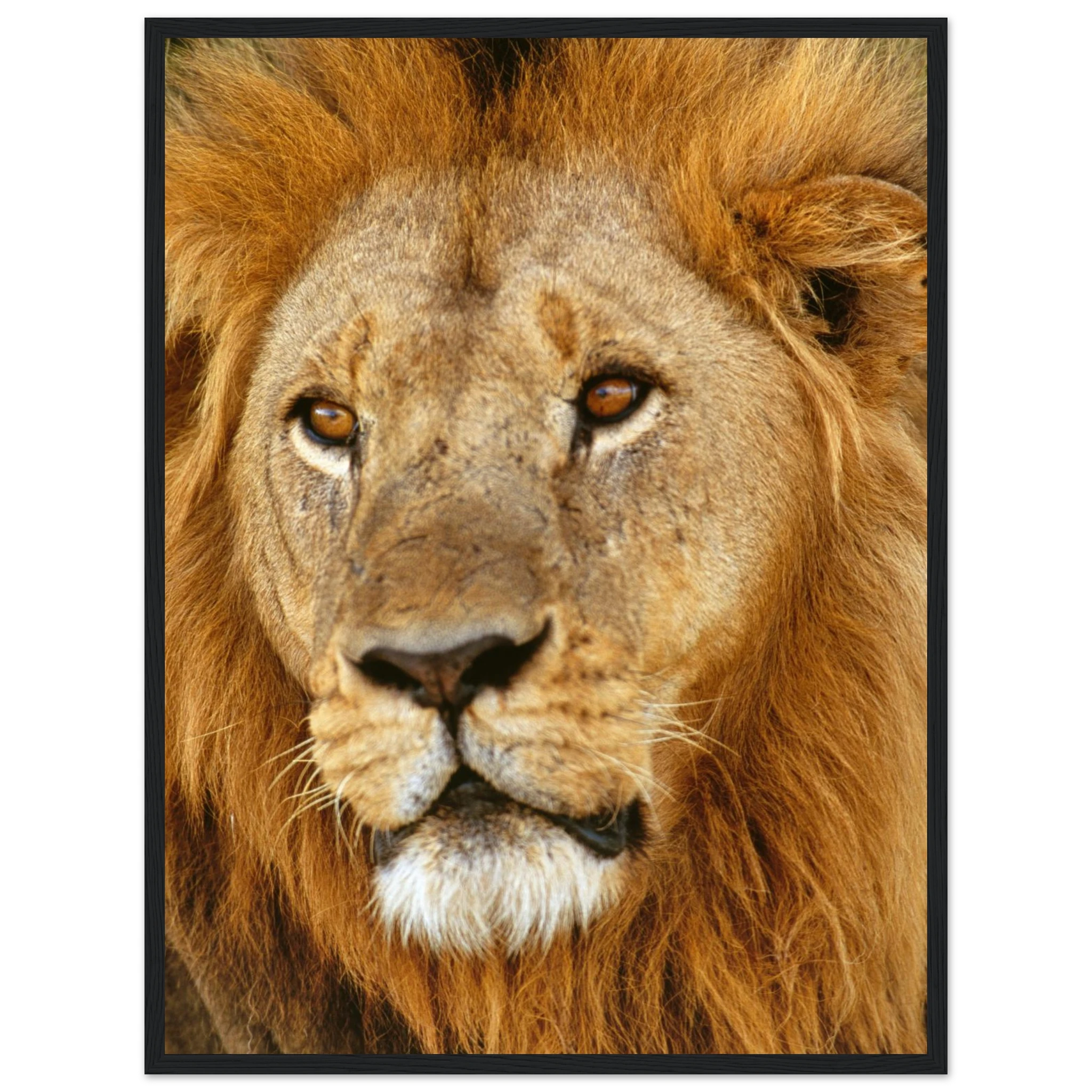 8c81b1bf-c1f7-48d3-b2ed-67ee70def982