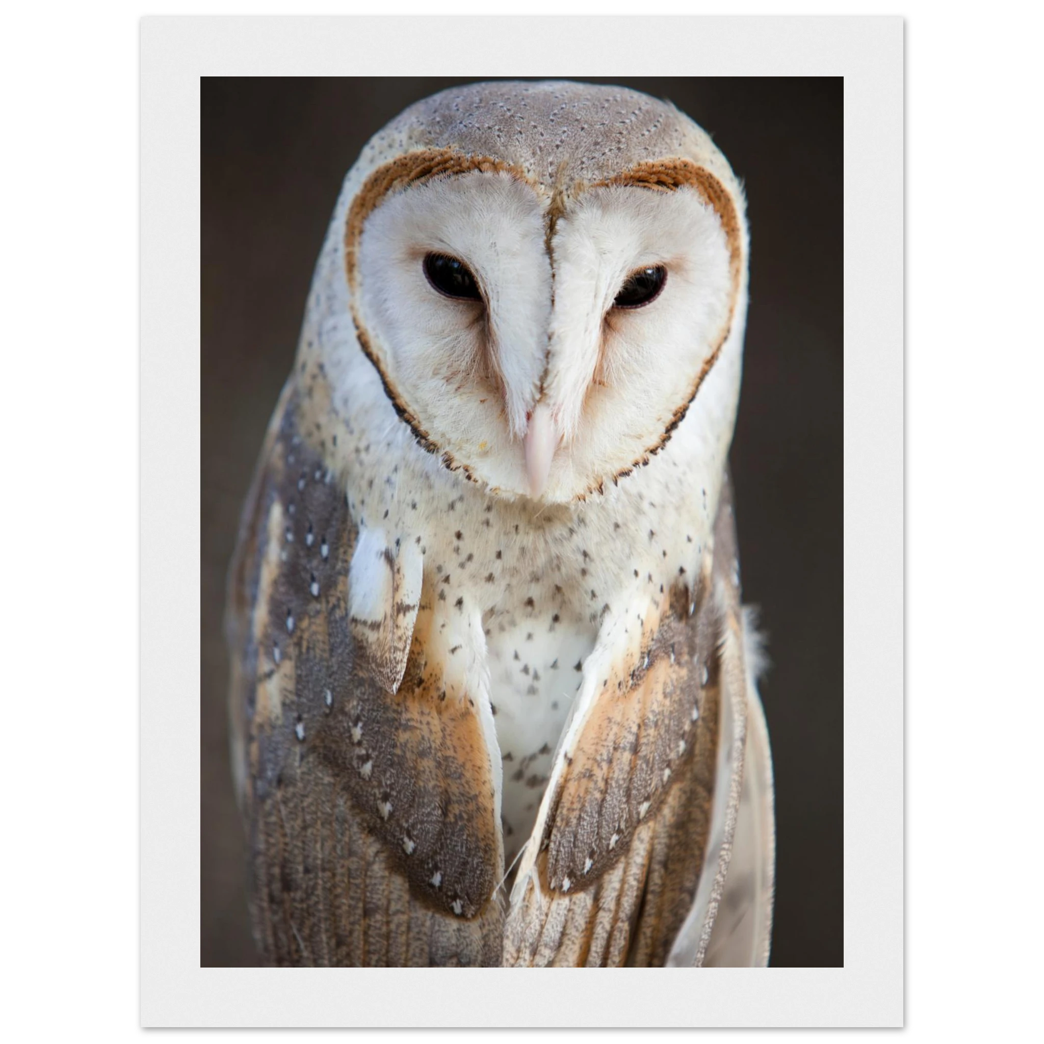 8e2f7e92-fce5-4738-8840-7ba594c53c1b