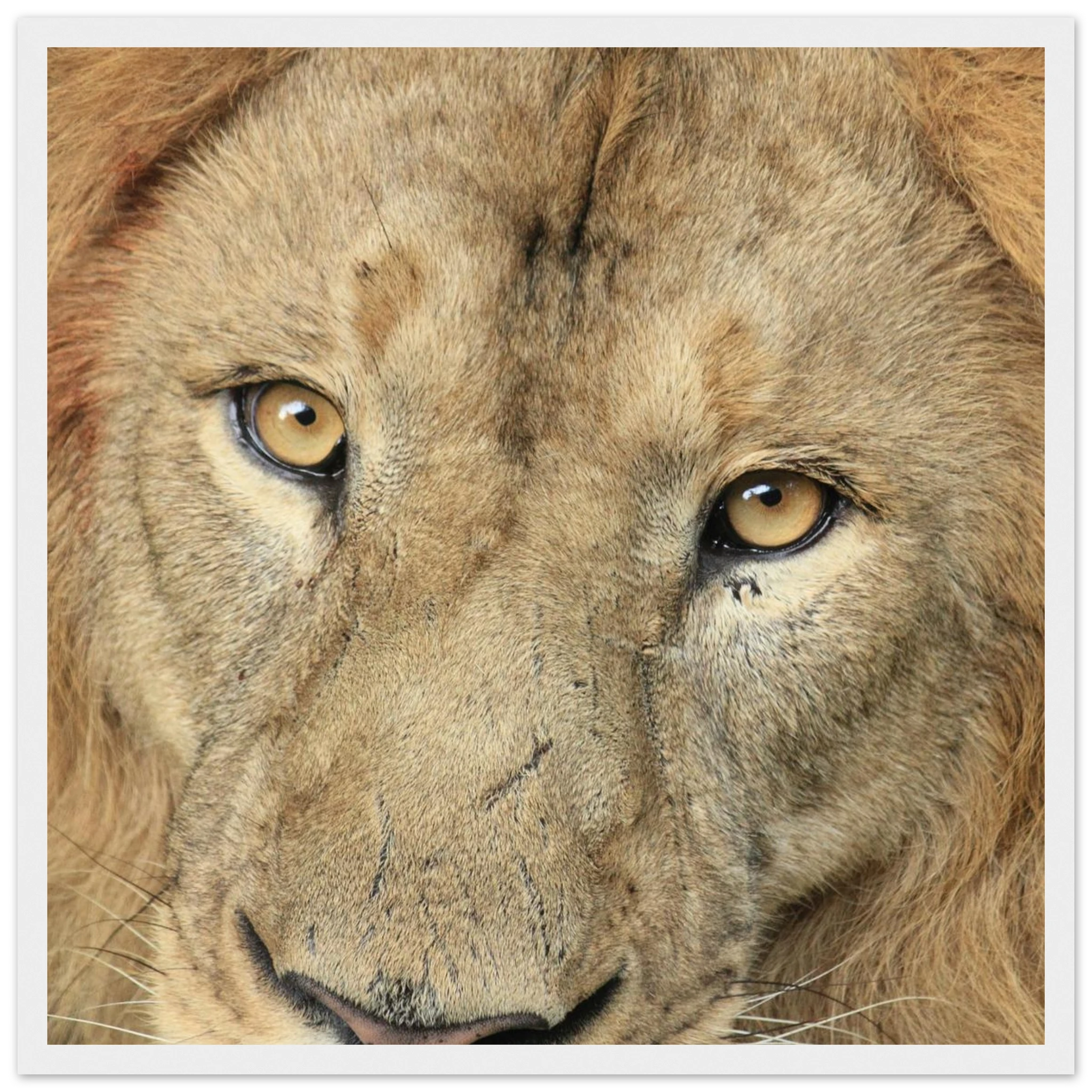 943398d6-04e9-452d-9ea0-df3d9d4bed47