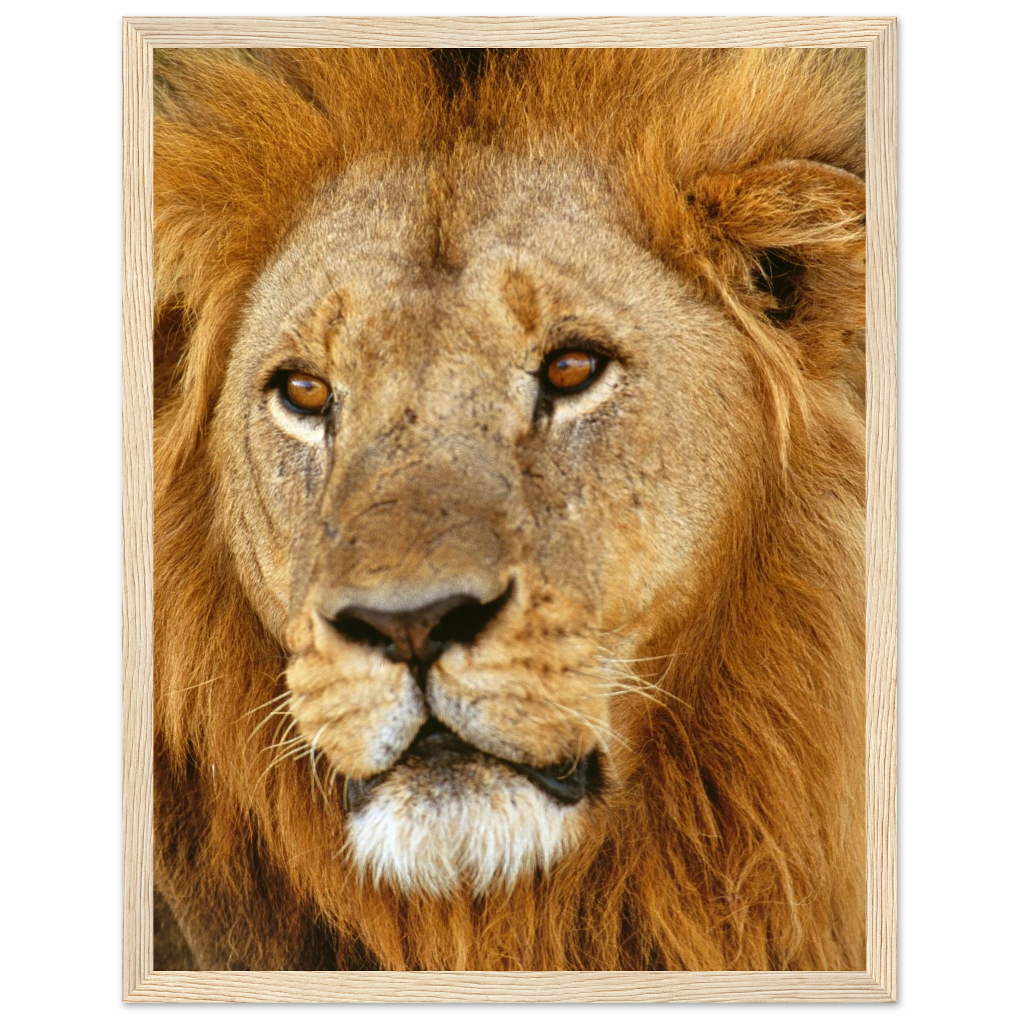 99e63fd6-918a-43c2-bf45-3312e1896dee