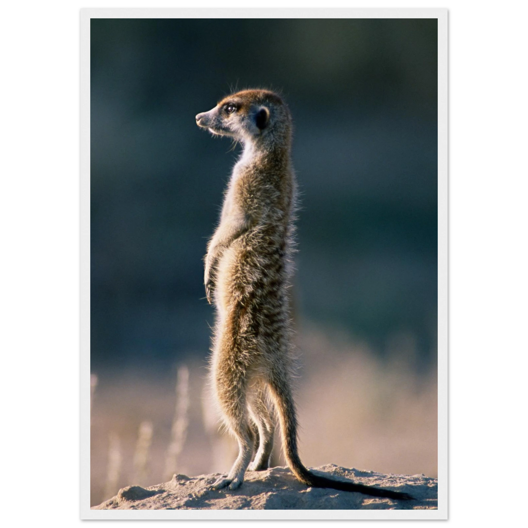 9dcef5bb-7e0b-4d65-8dd2-f2a9ad060c67