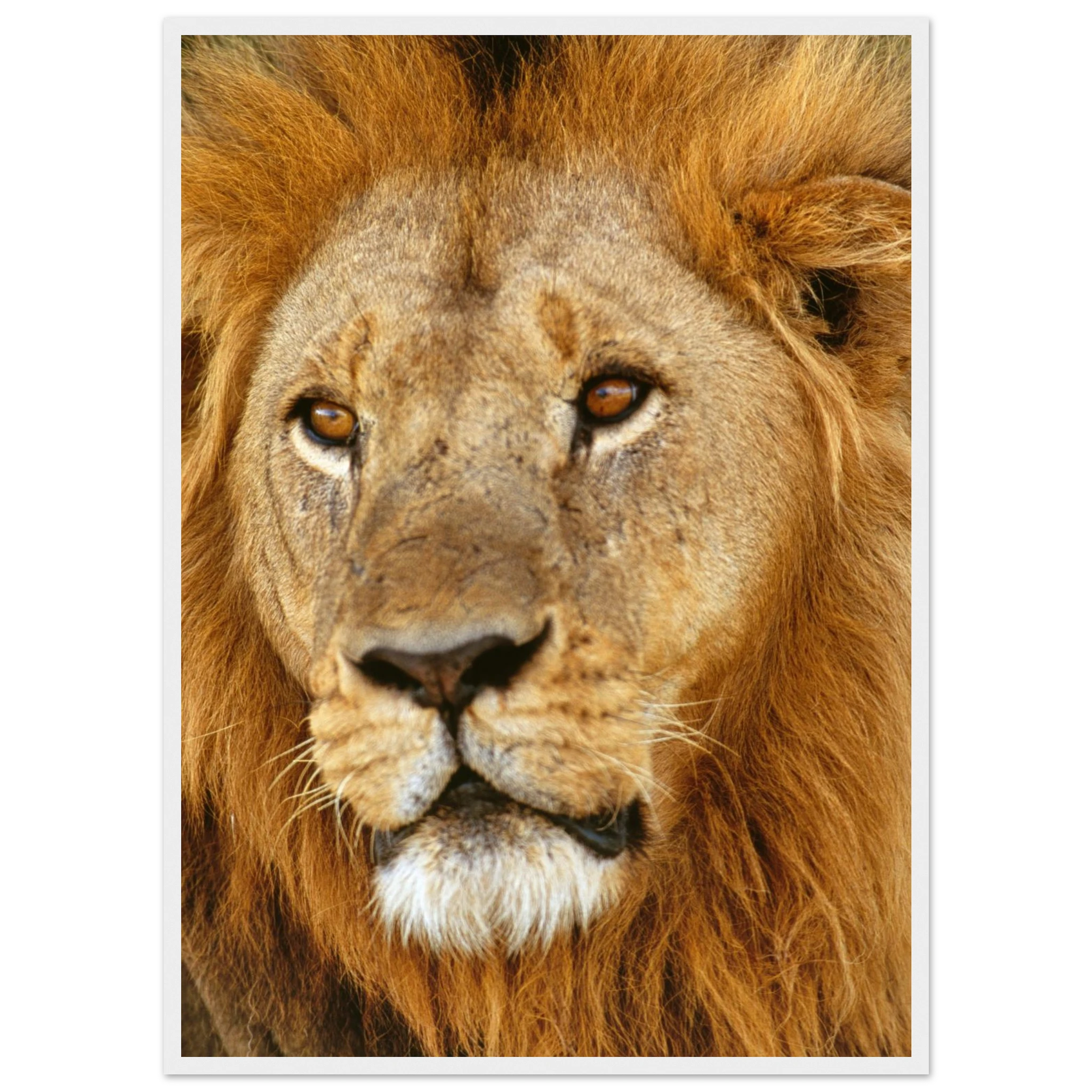 a2684a53-058b-4ad9-a172-1bc39a8bb450