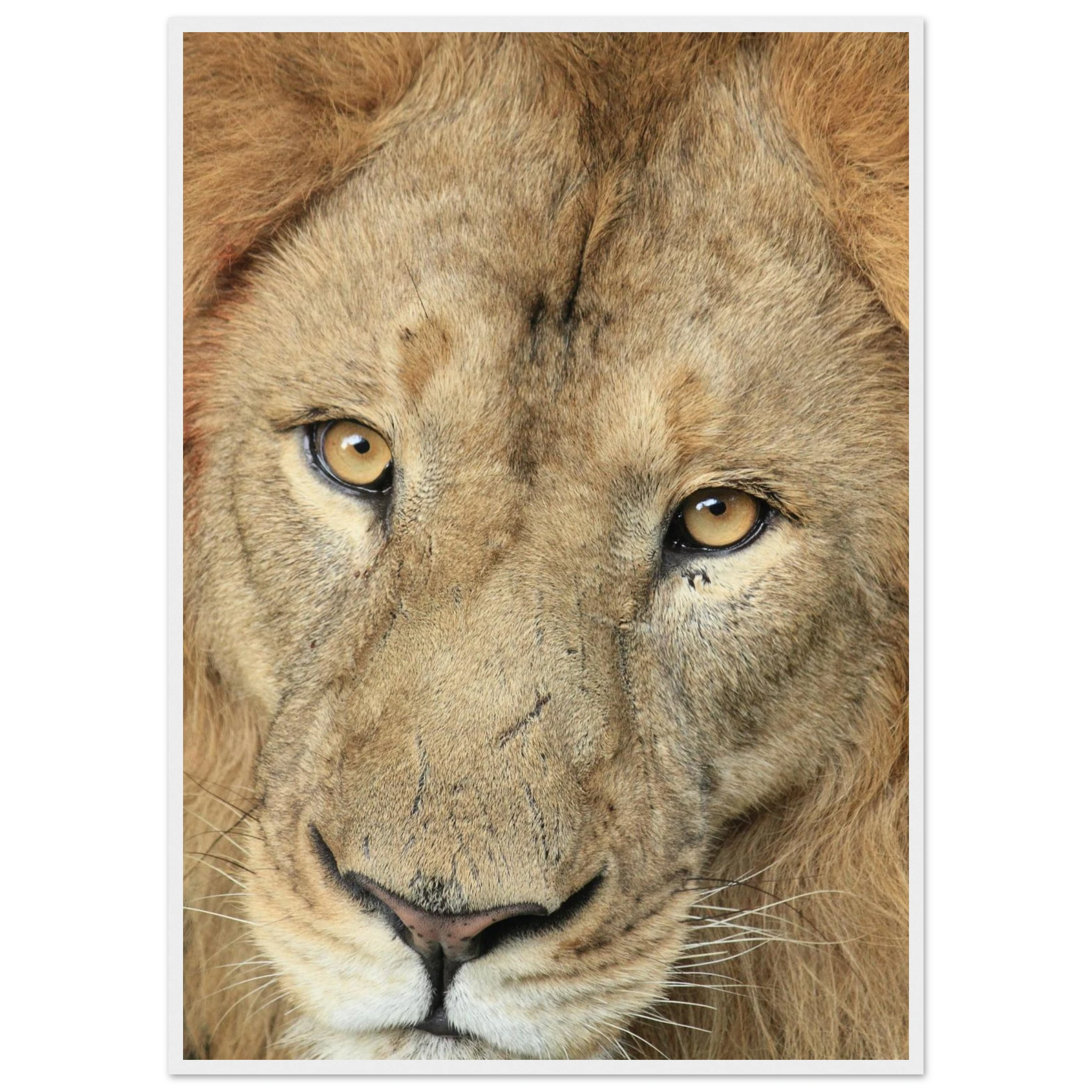 a31411d4-1db6-4812-9cba-5c21c9a1b471