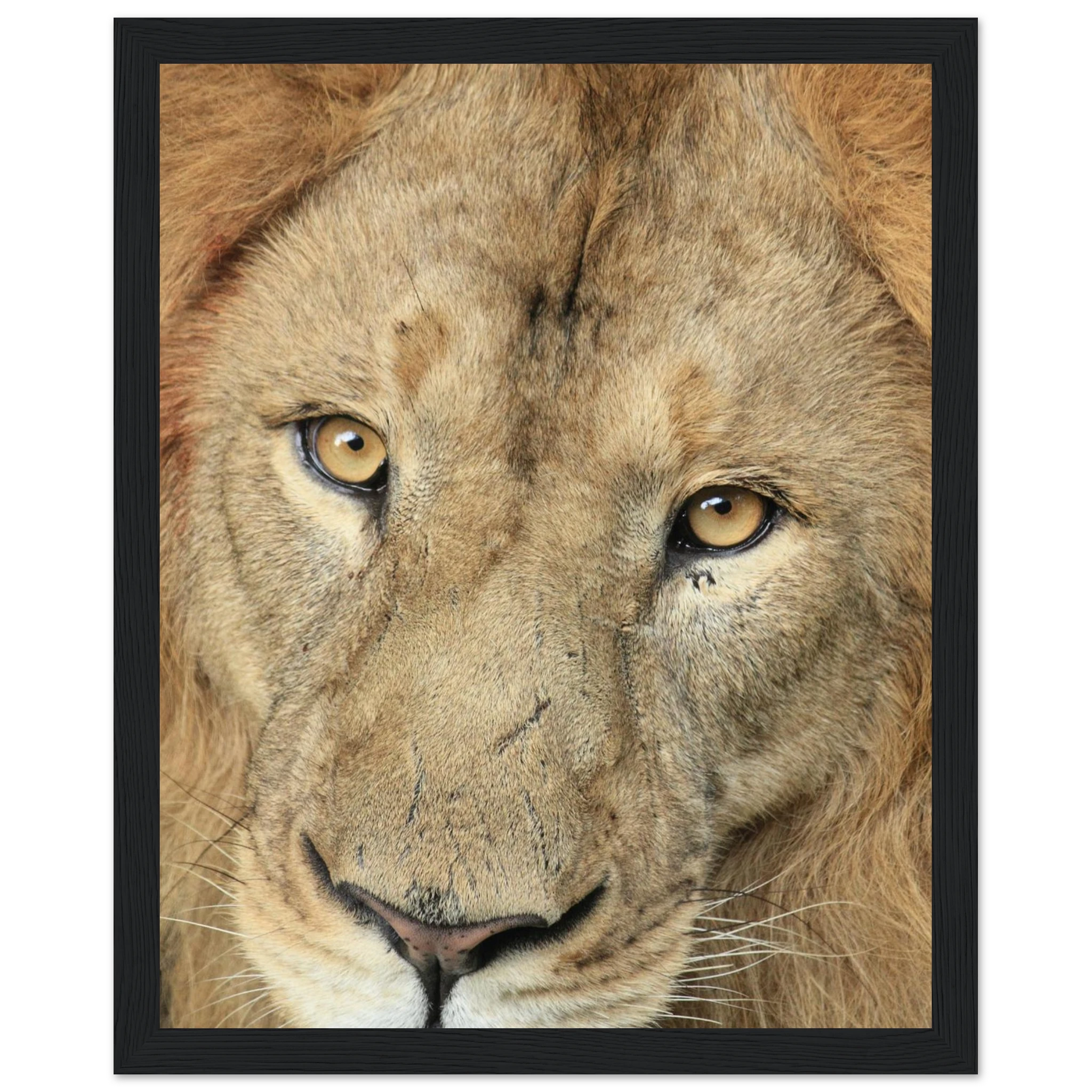 a8aaef3f-8876-4880-bdef-0065a923fa16