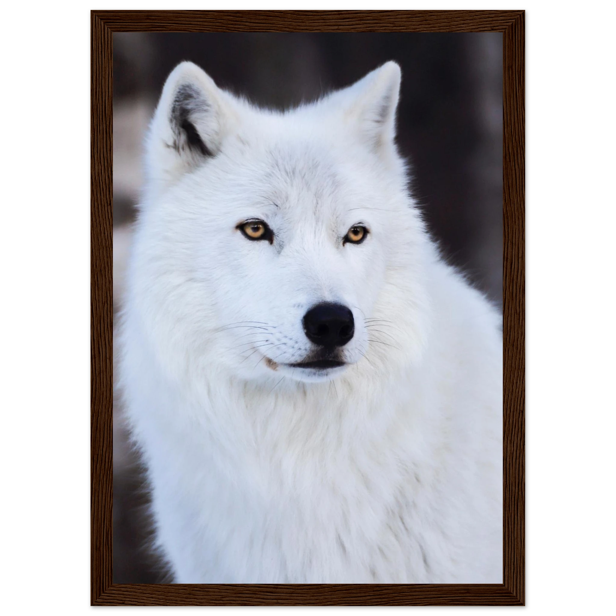 a8d5fe38-7ac6-447c-87c4-fcf3b54a13b5