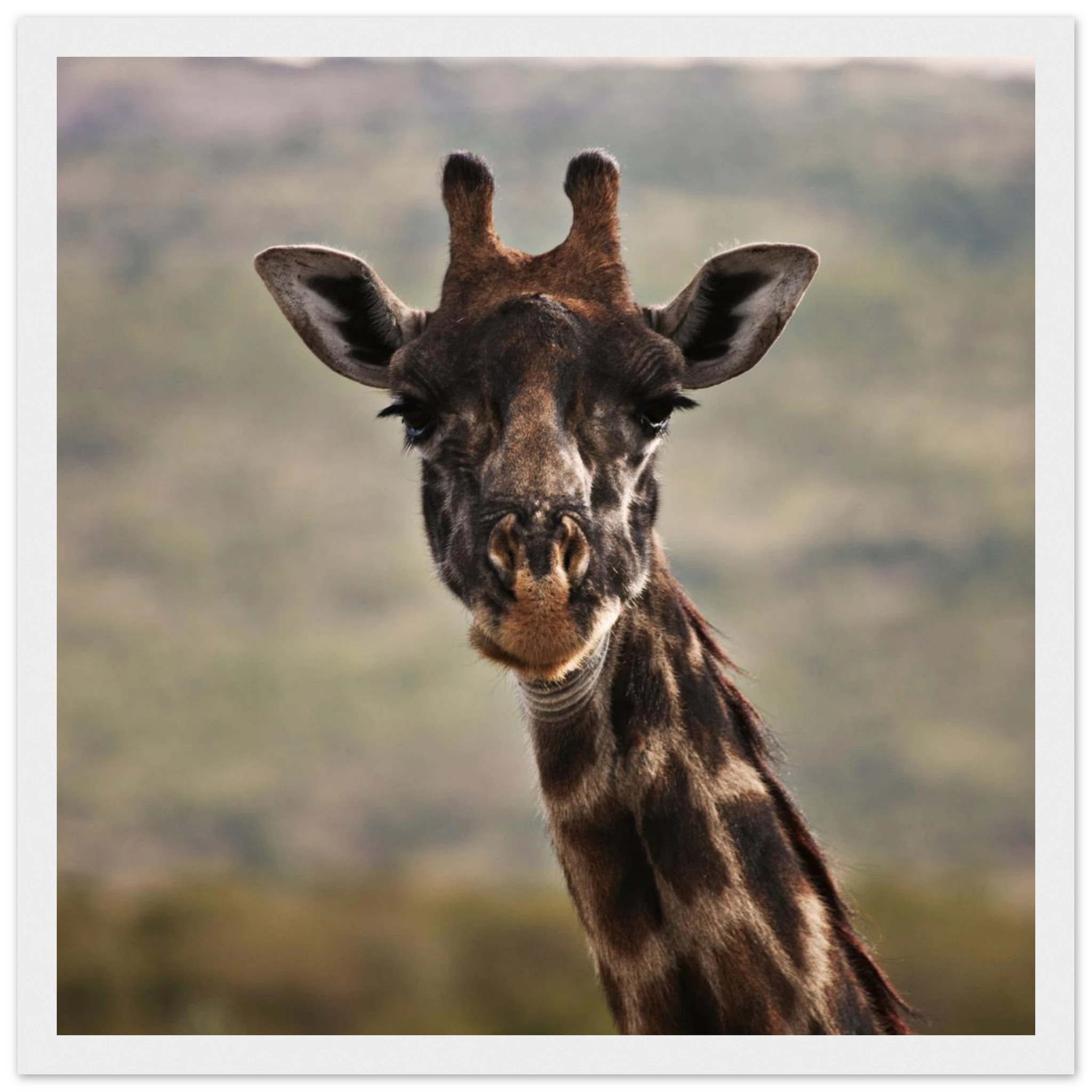 a972d49a-8ebd-42dd-8f15-5d4cb48d94b2