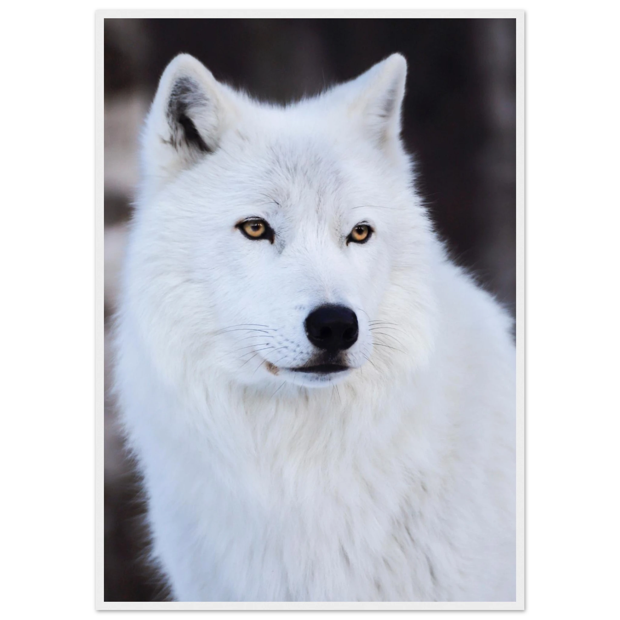 ac9872f0-1635-4c96-817b-3e3b352ca4d0